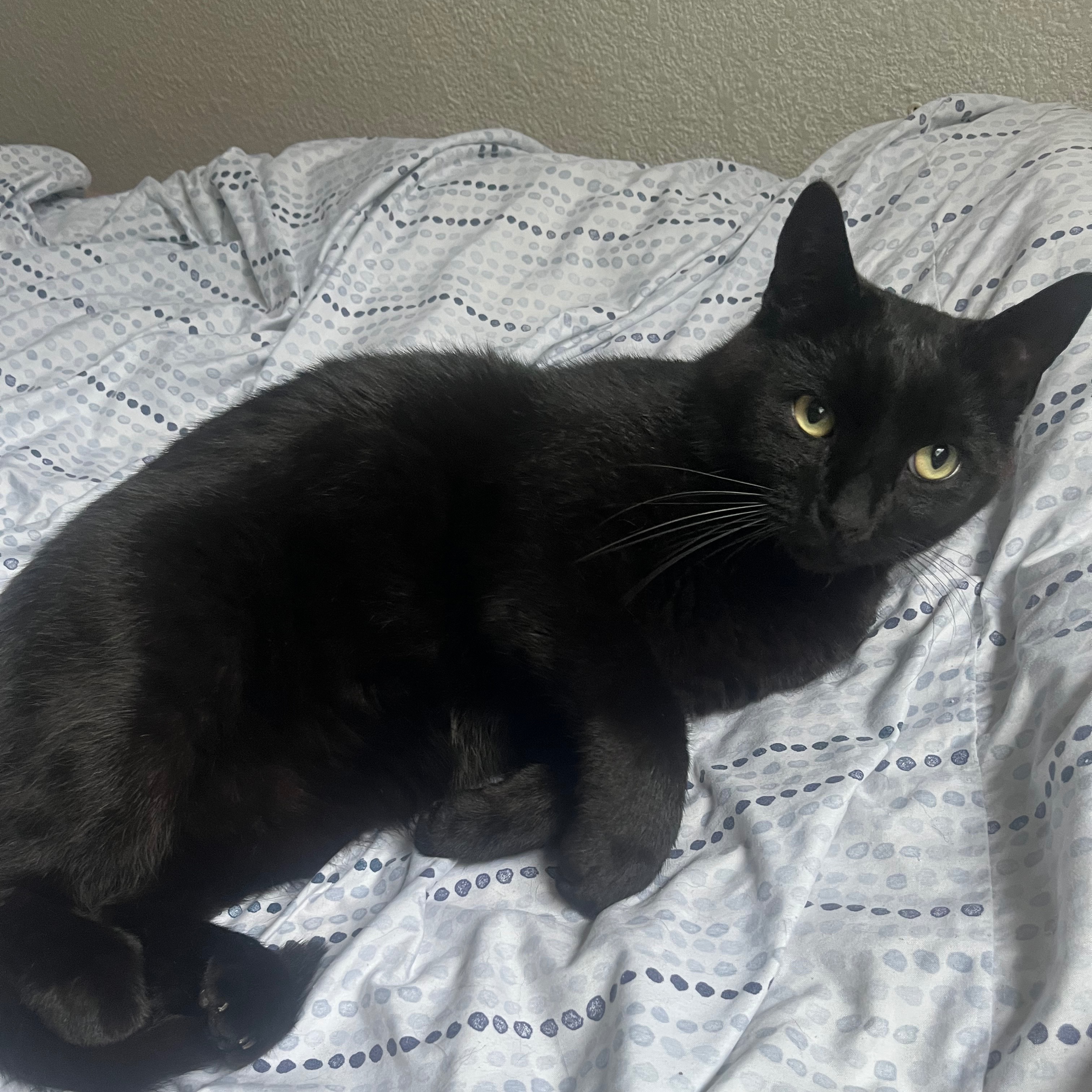 Sirius