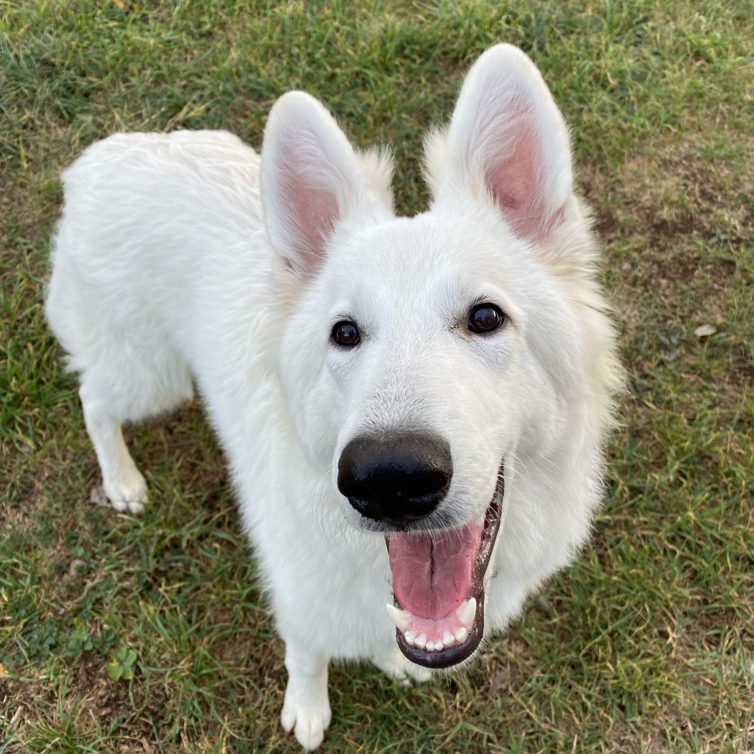 Ziva