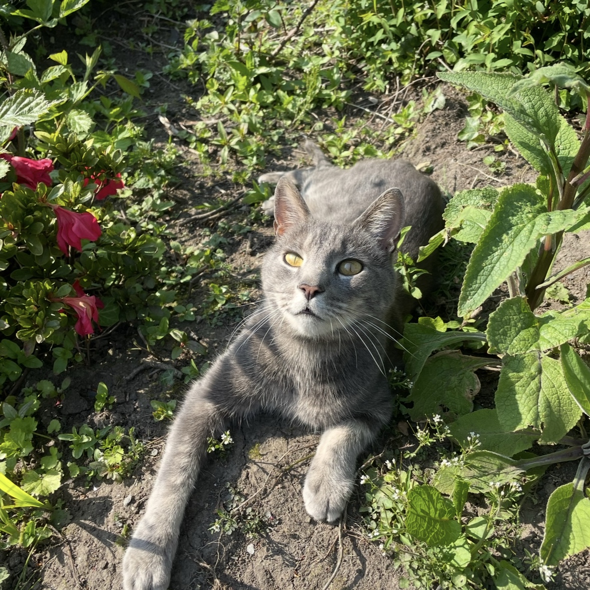 Milo