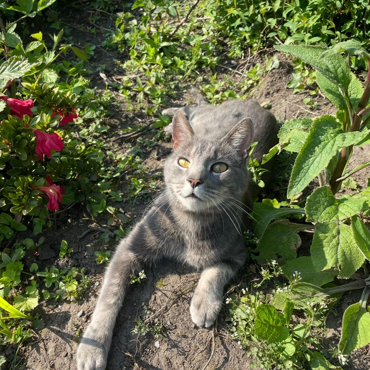 Milo