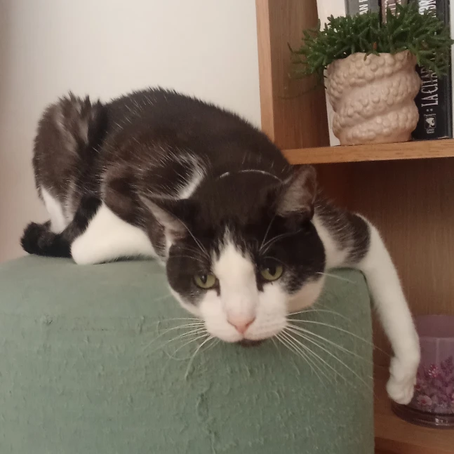 Lito