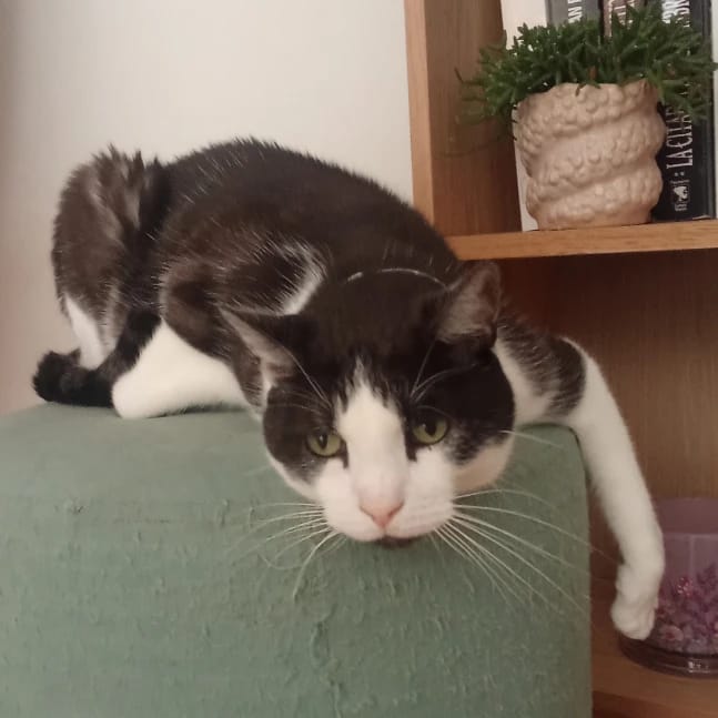 Lito