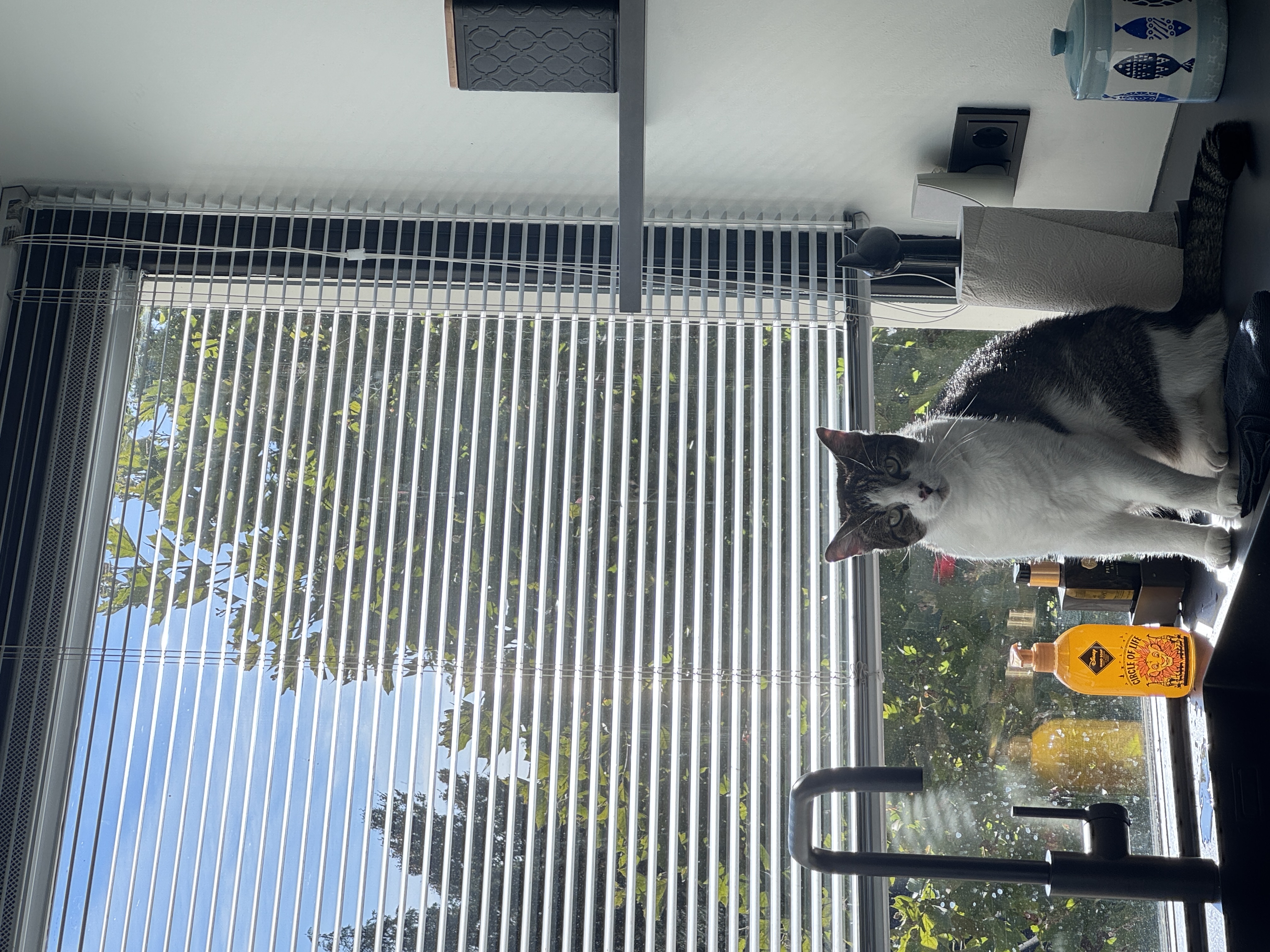 image-6