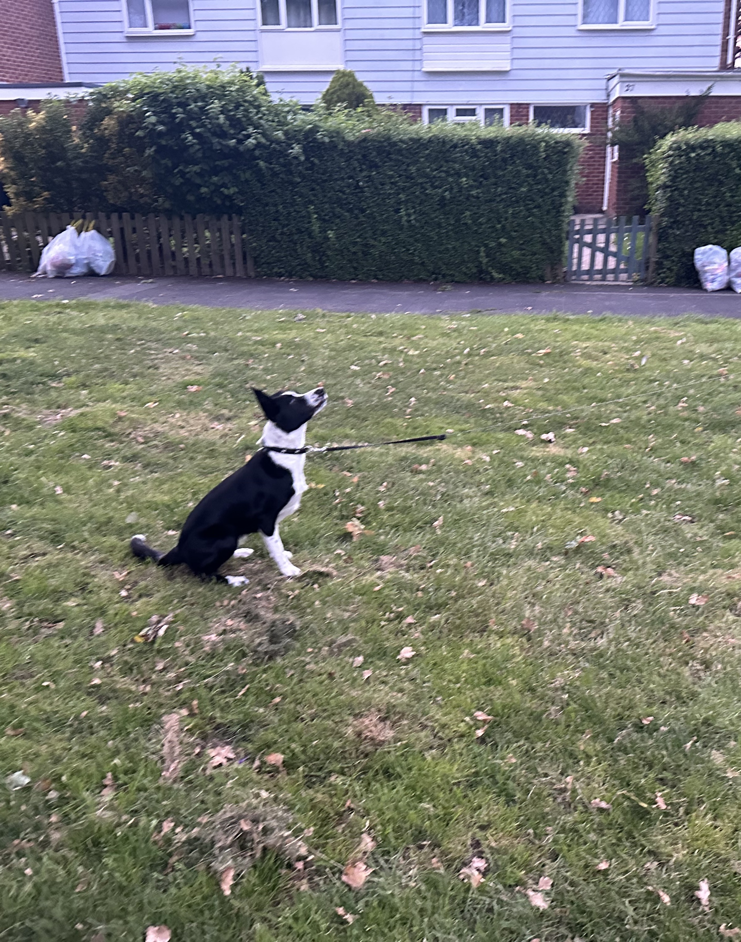 image-17