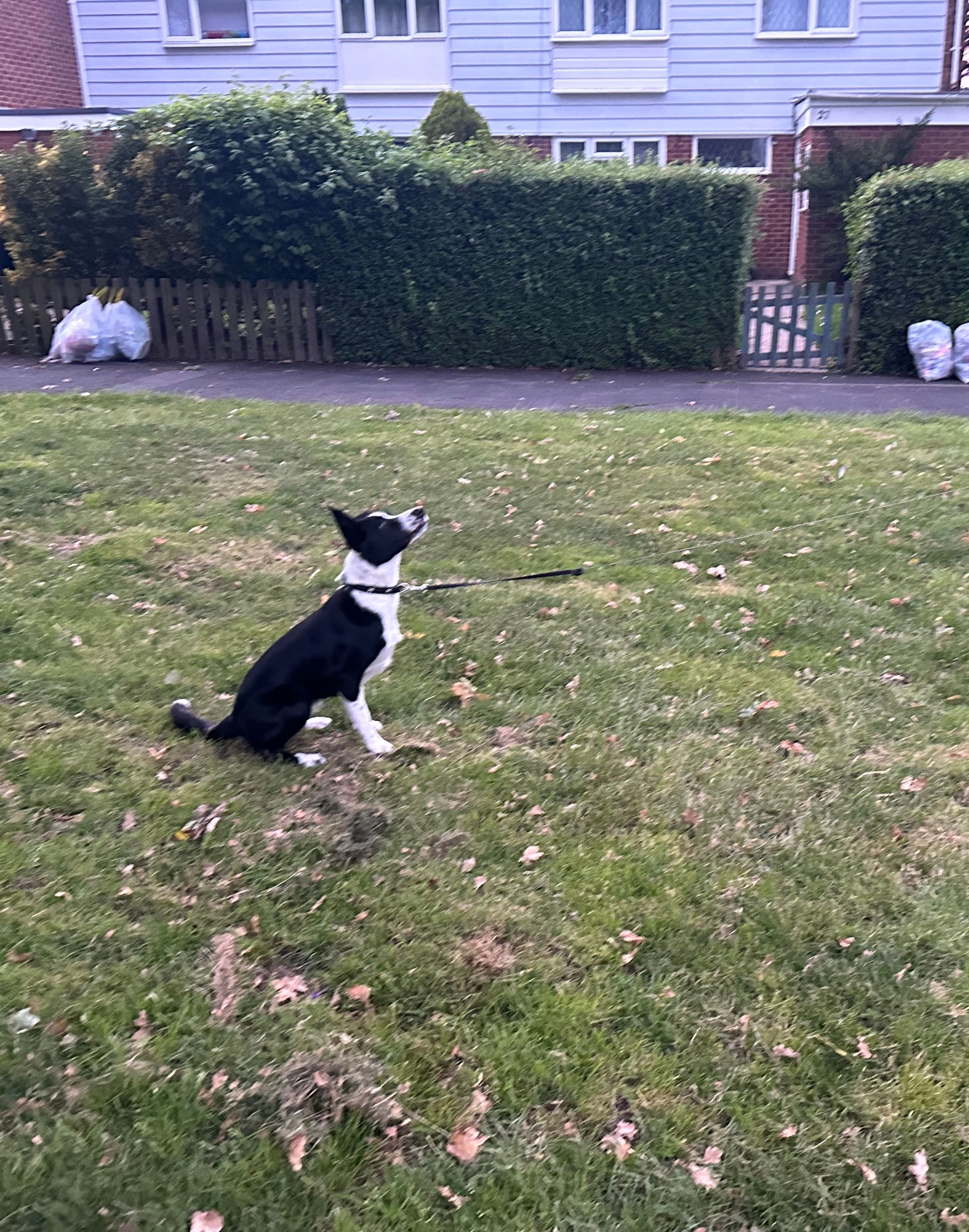 image-17