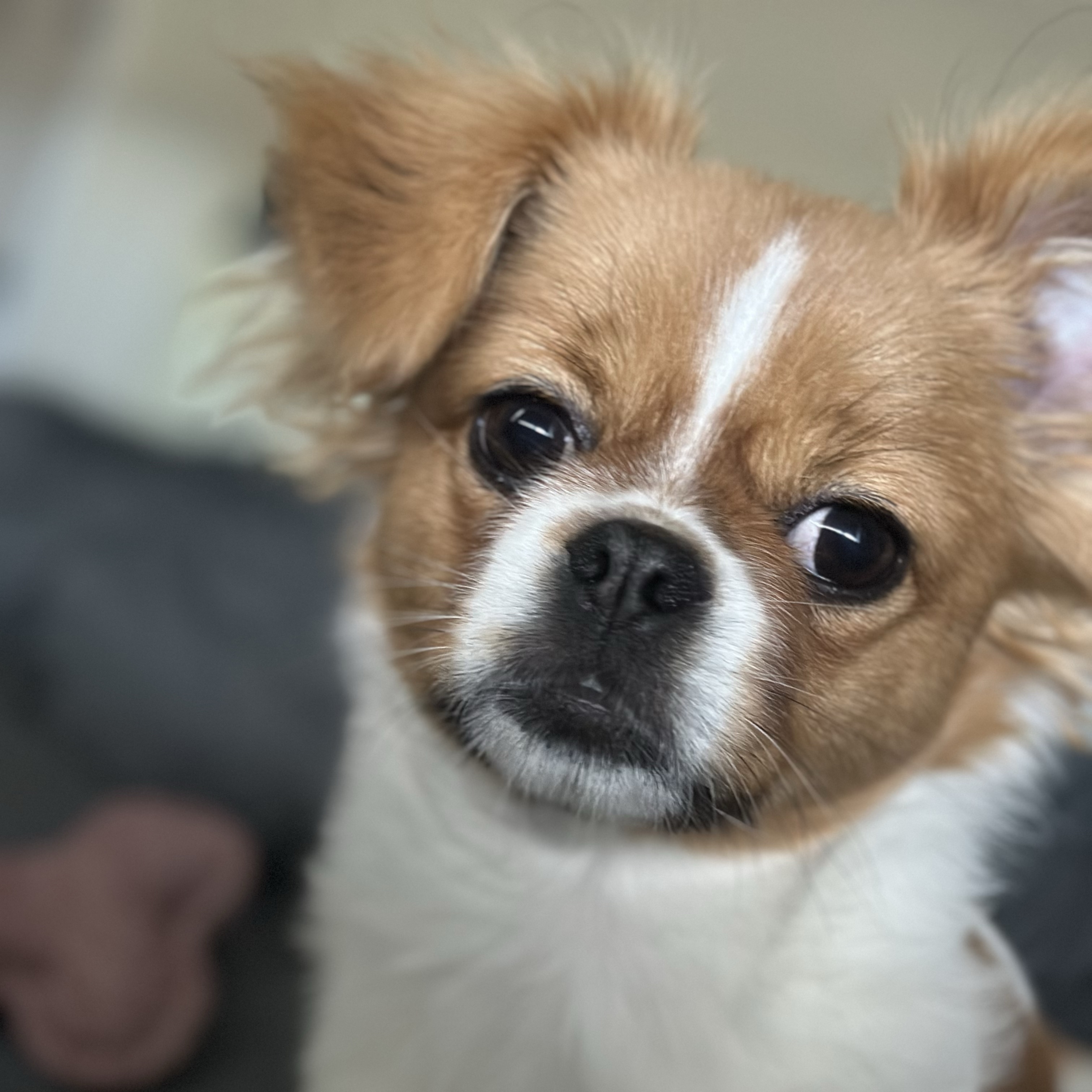 Mia