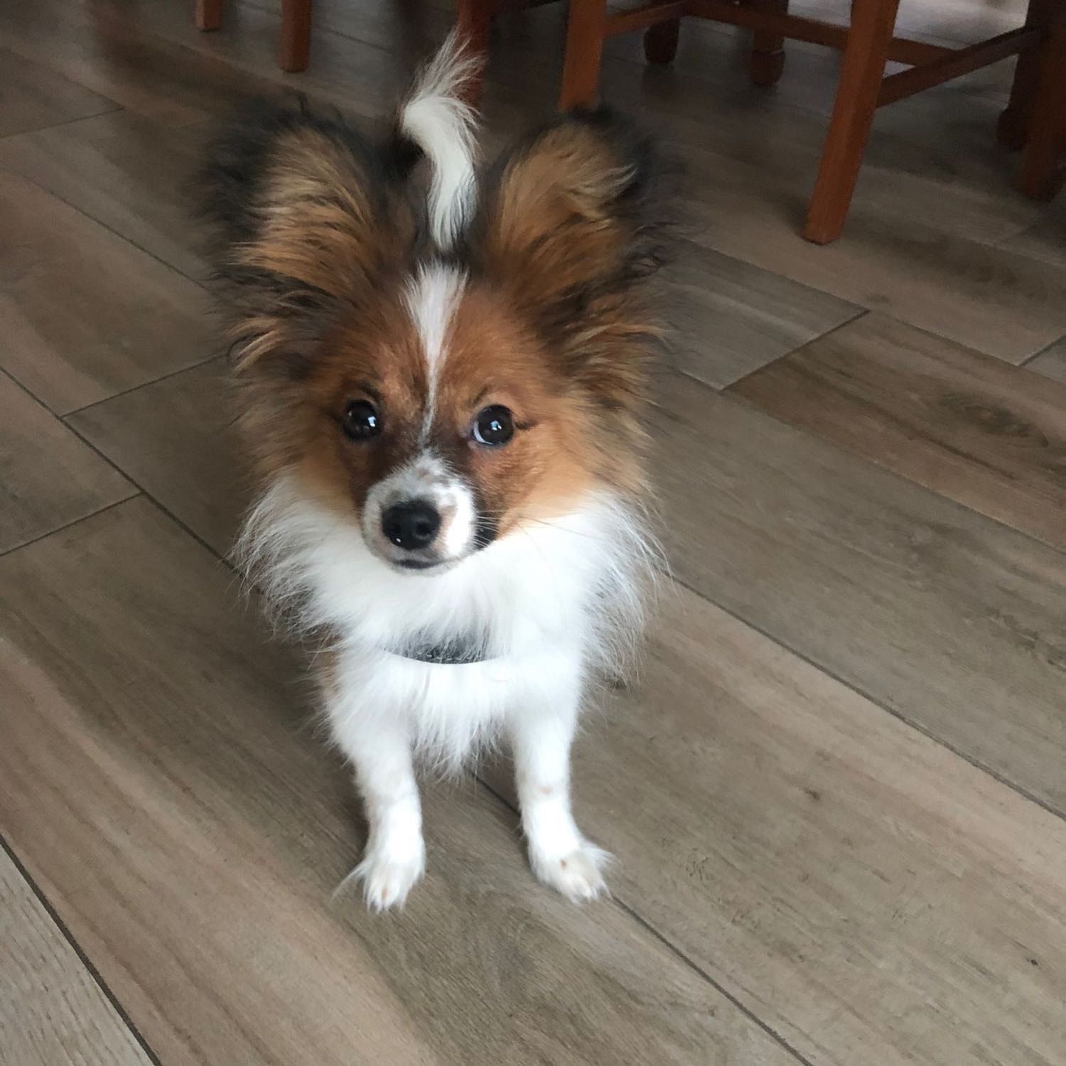 Kai