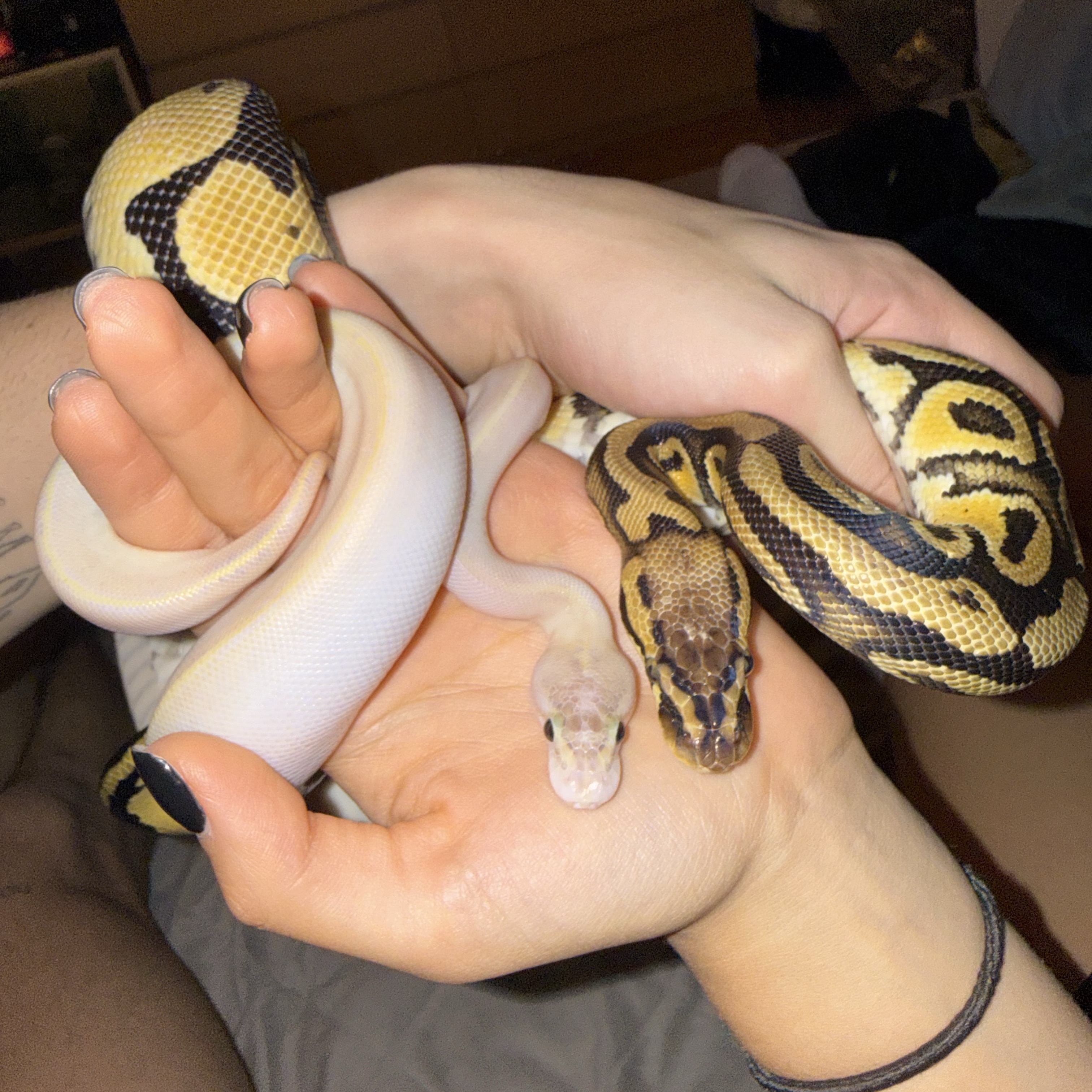 Nagini and Yuki