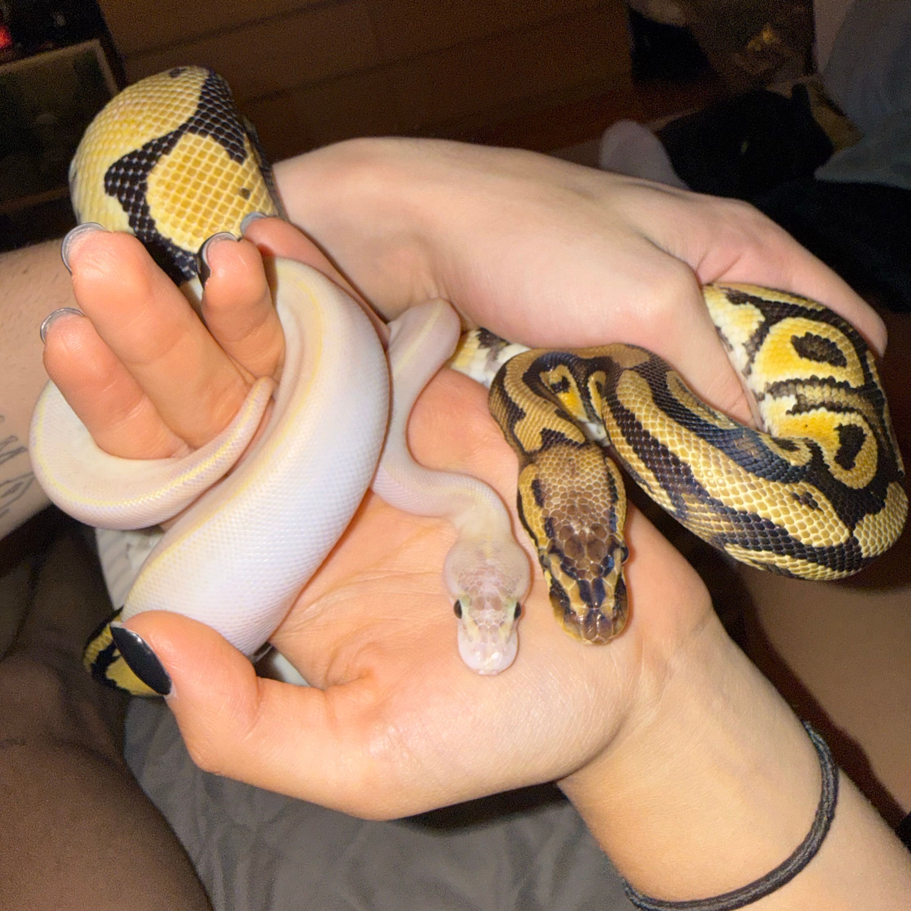 Nagini and Yuki