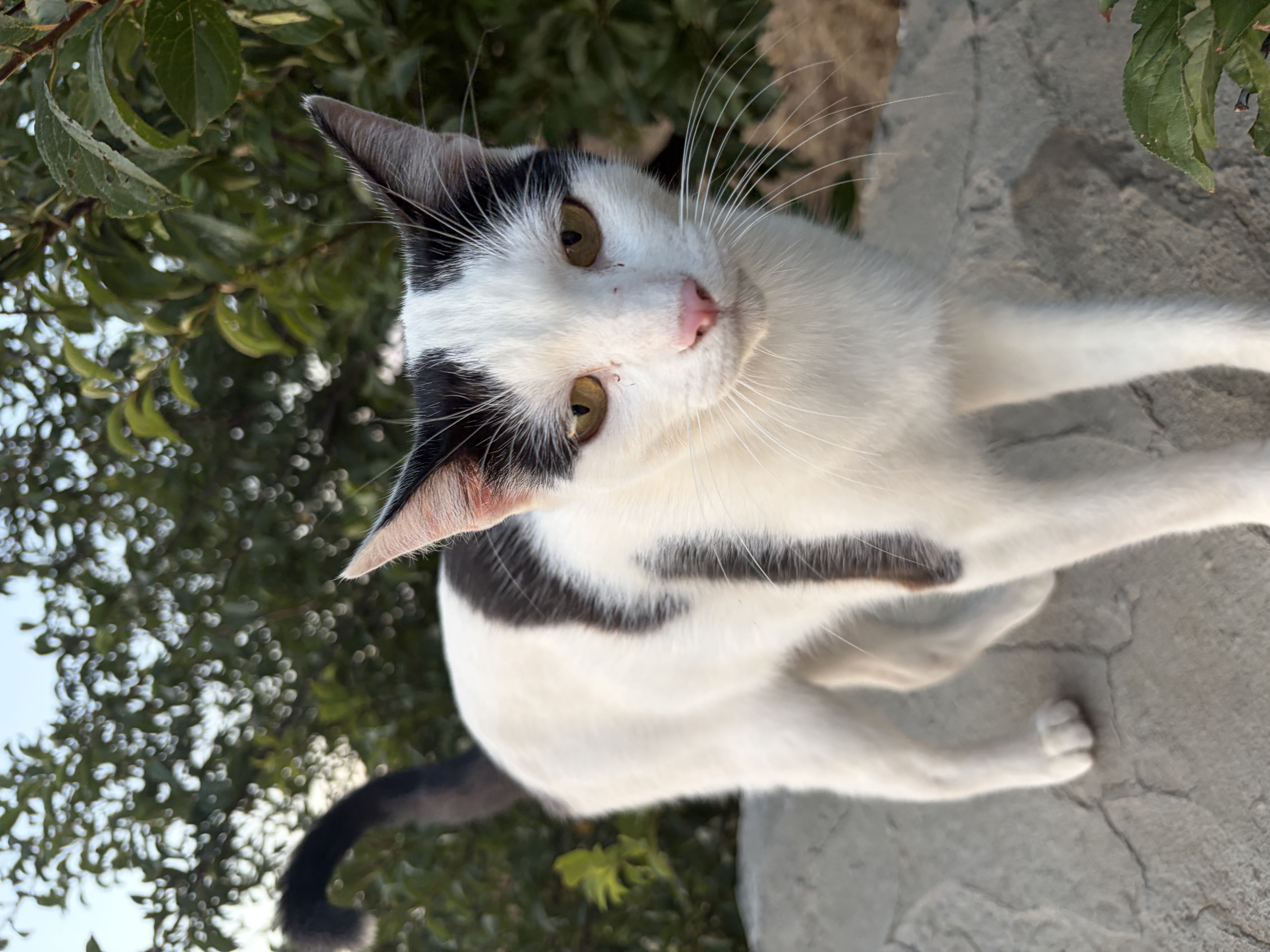image-8