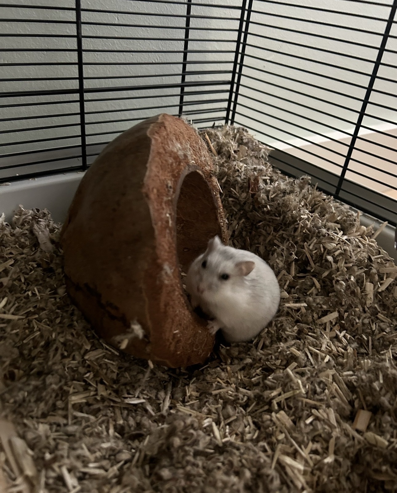 image-12