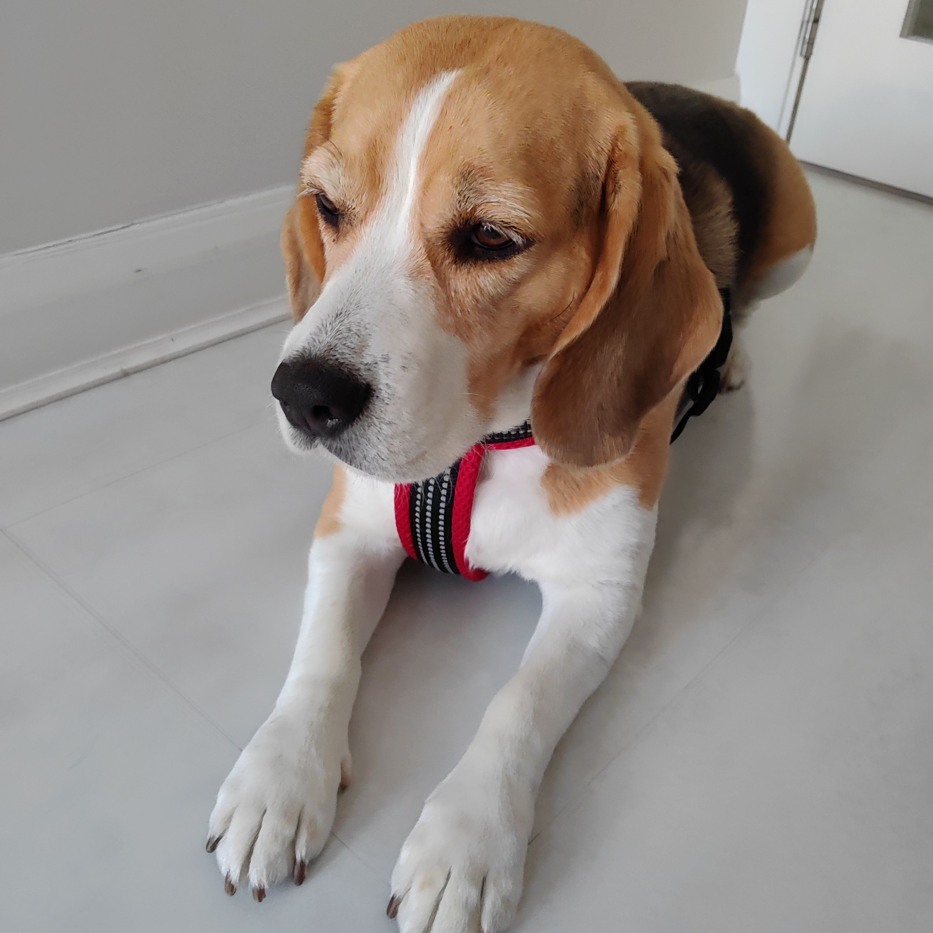Rosie