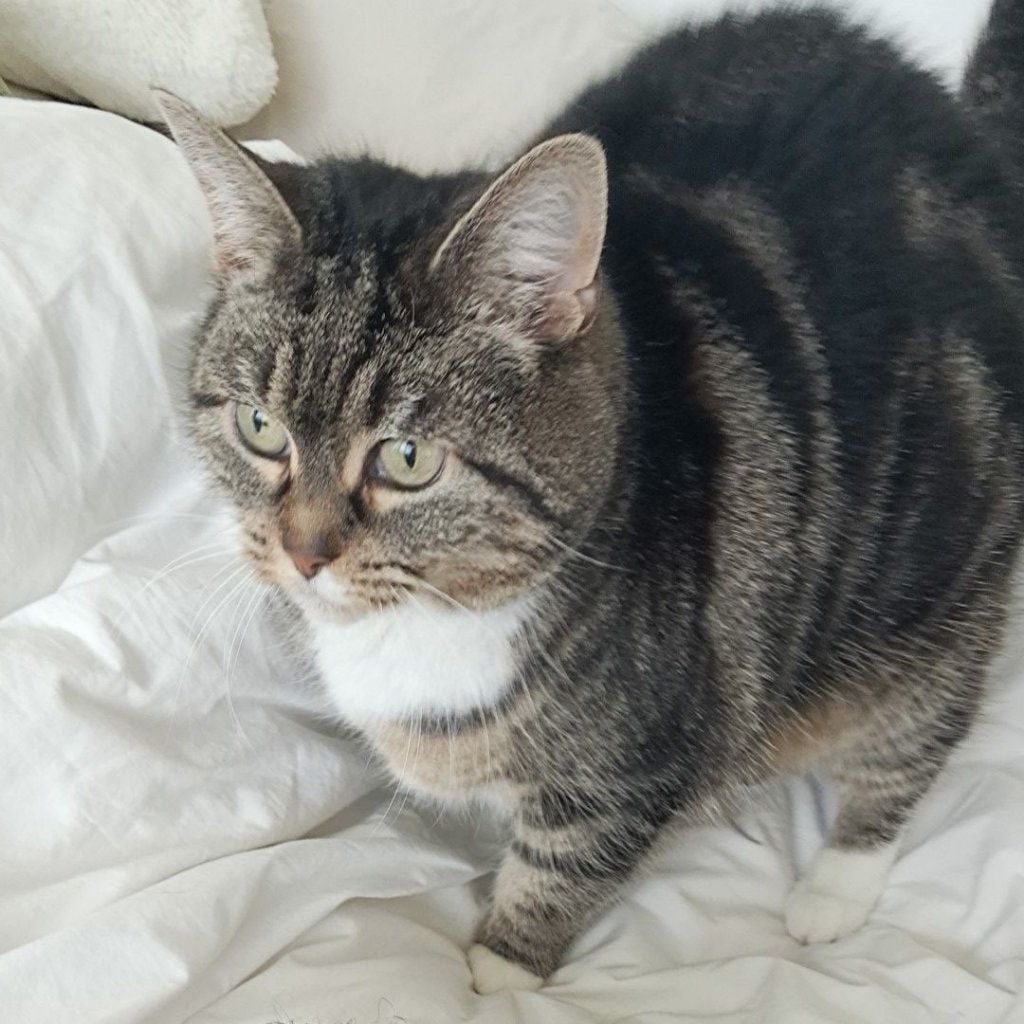 Cannelle
