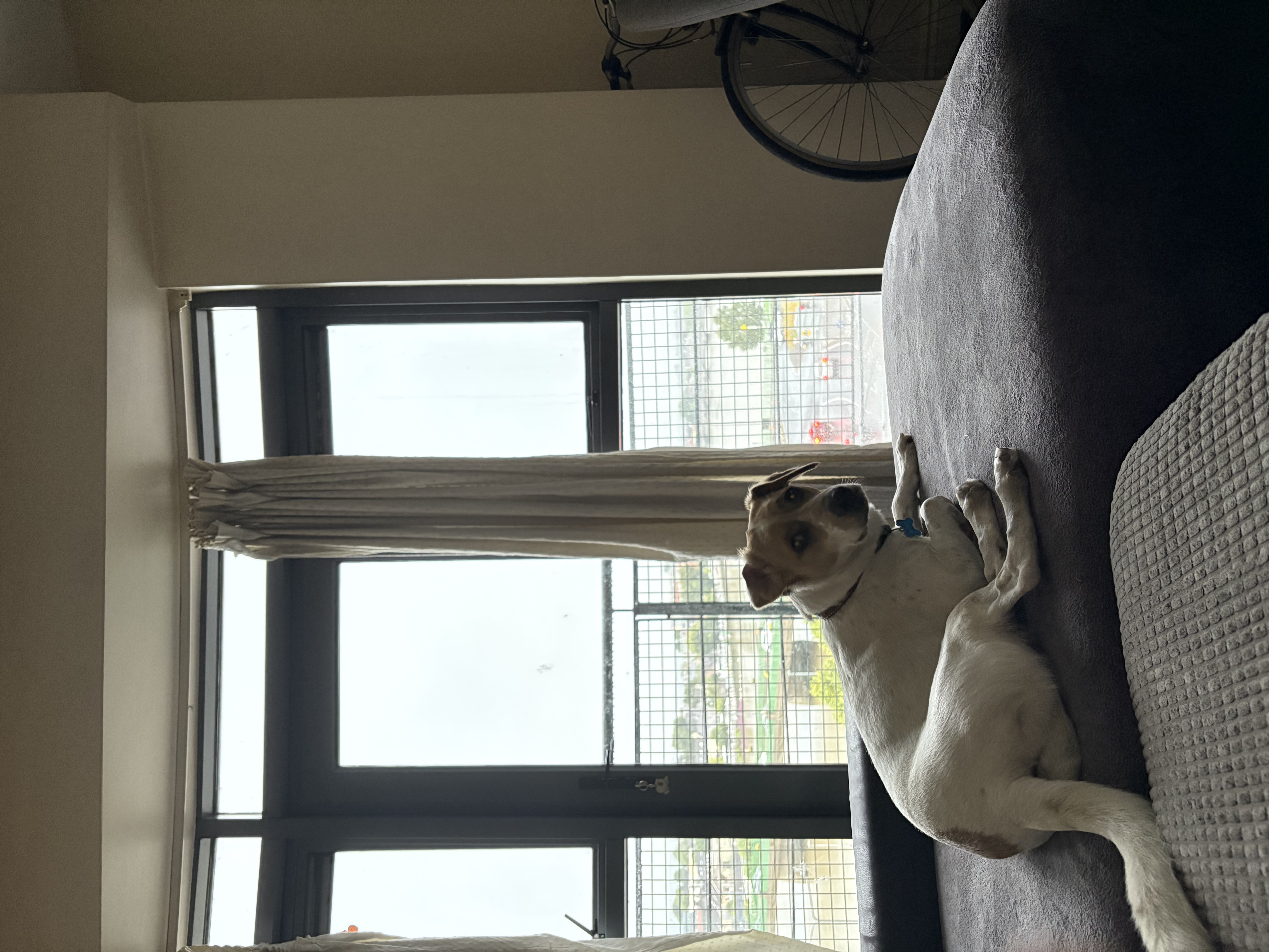 image-7