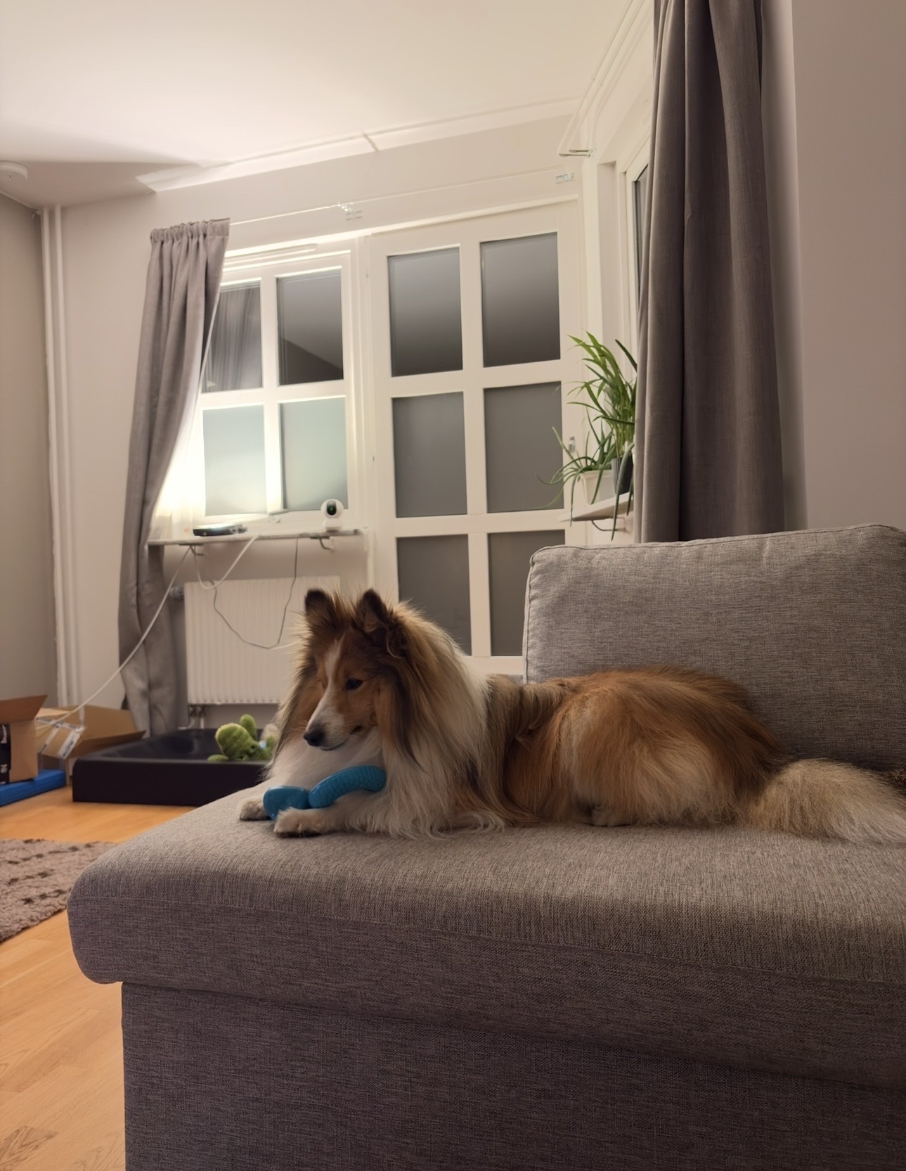 image-7