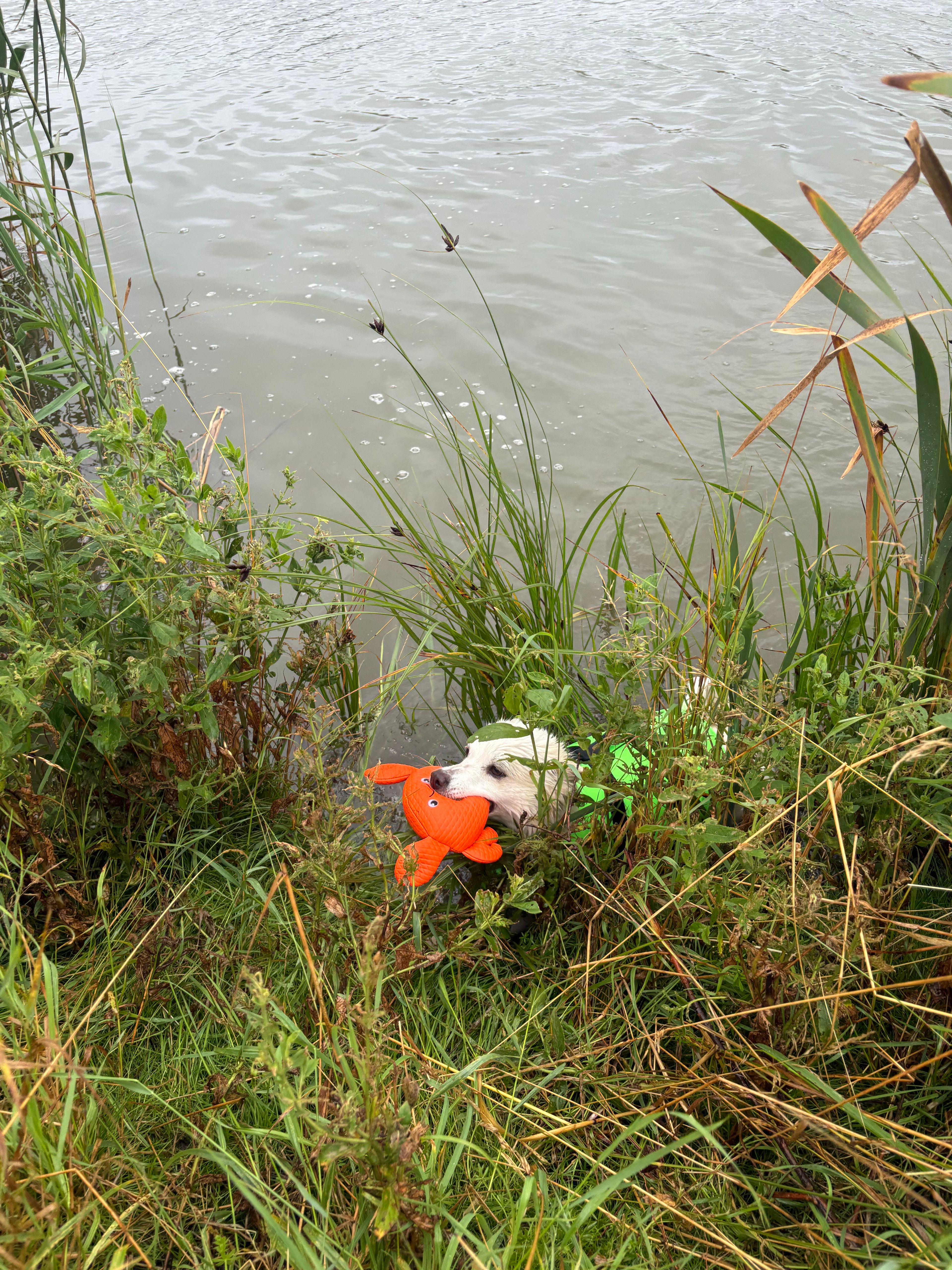 image-19