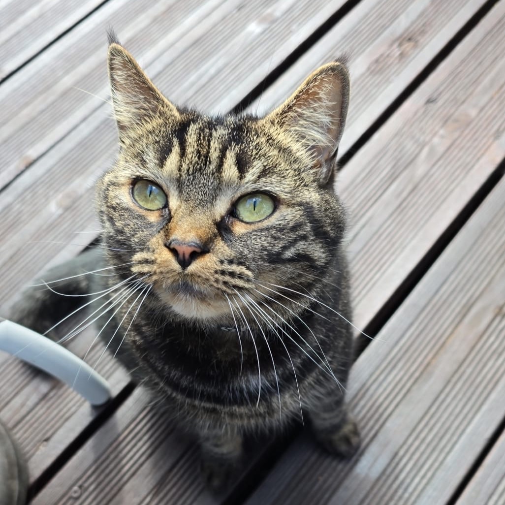 Georgie