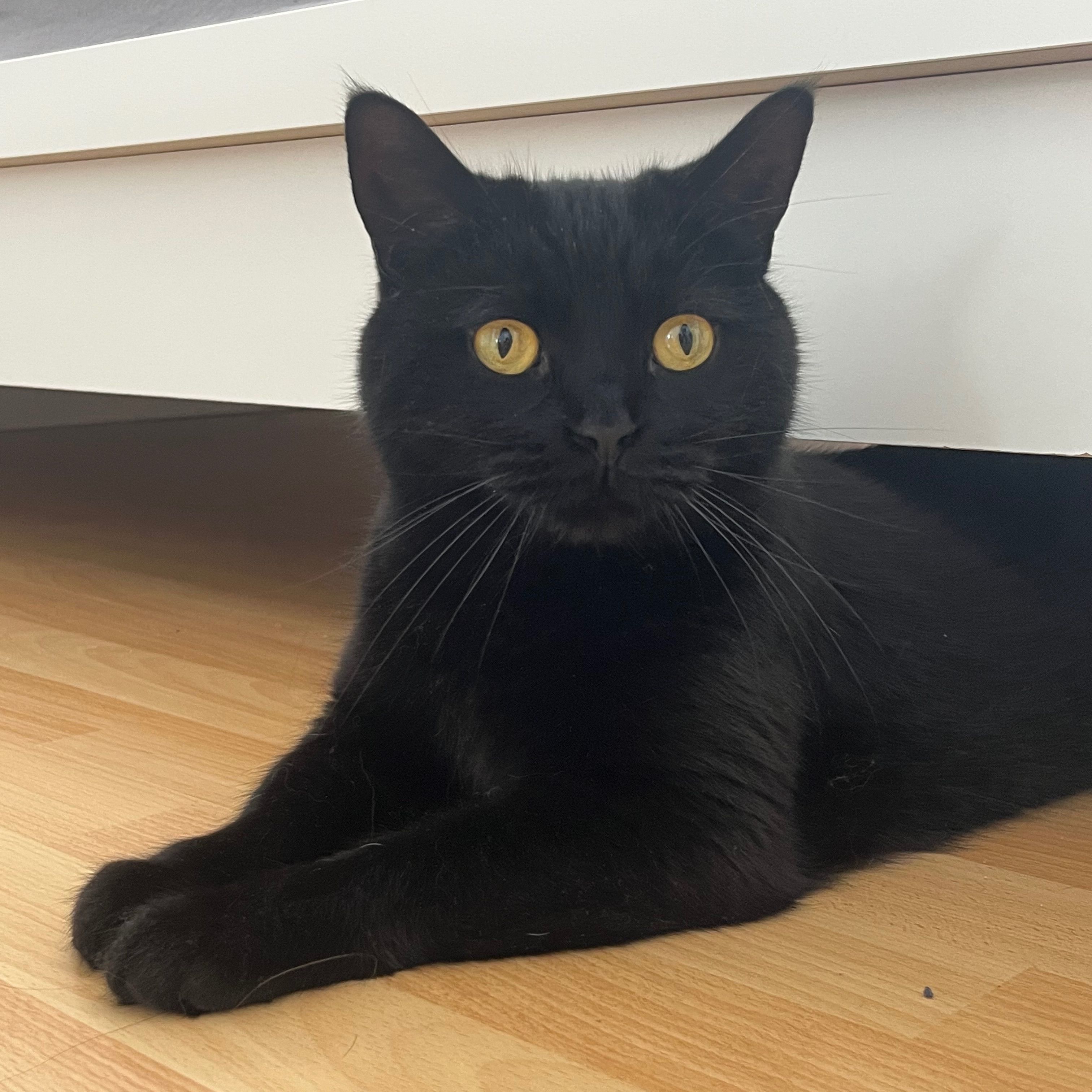 Leo