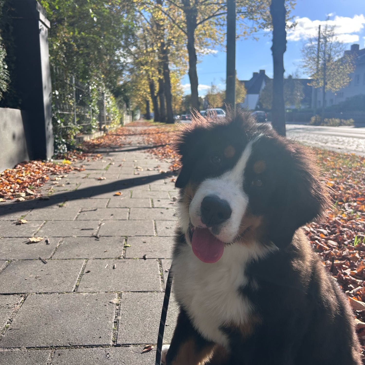 Isabella