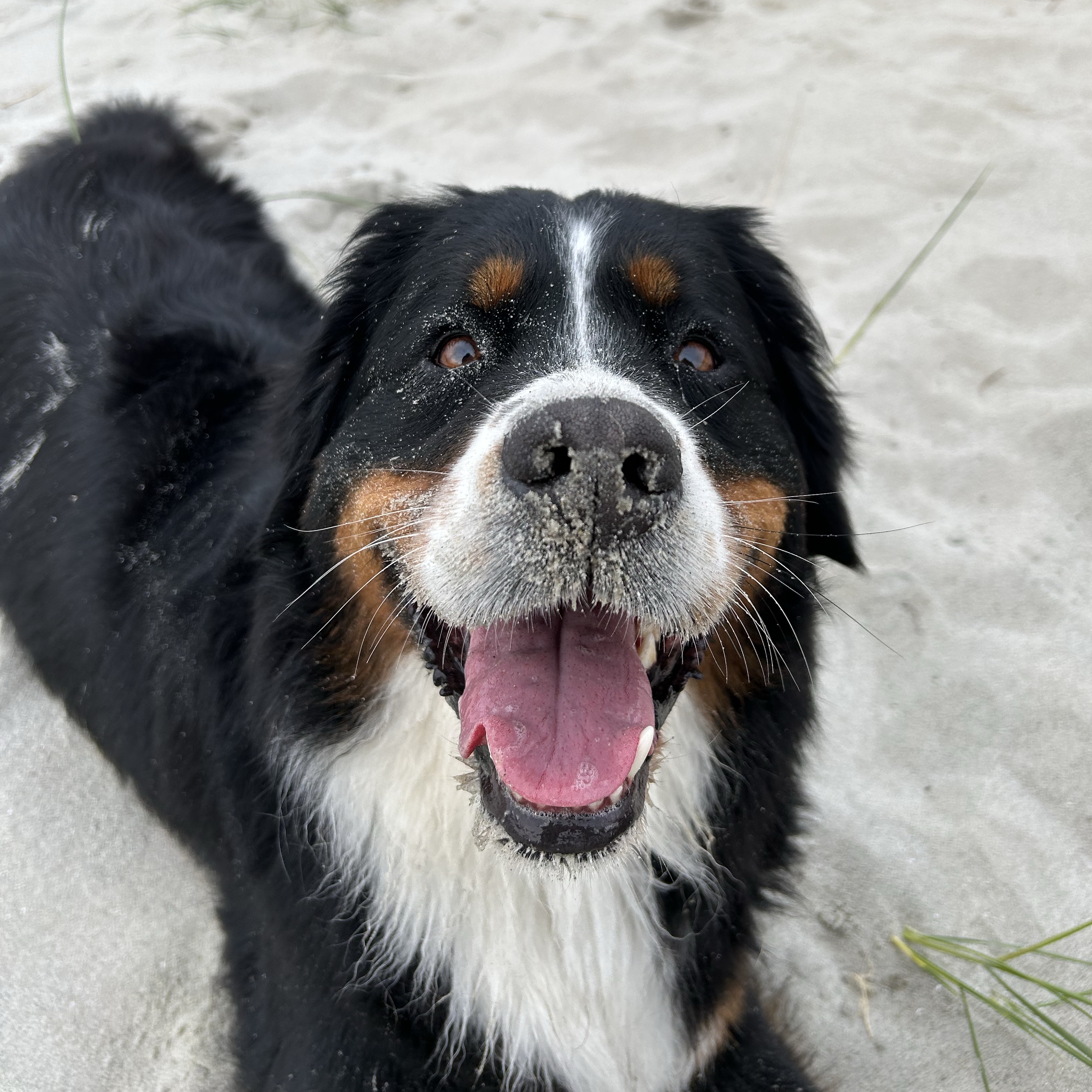 Happy