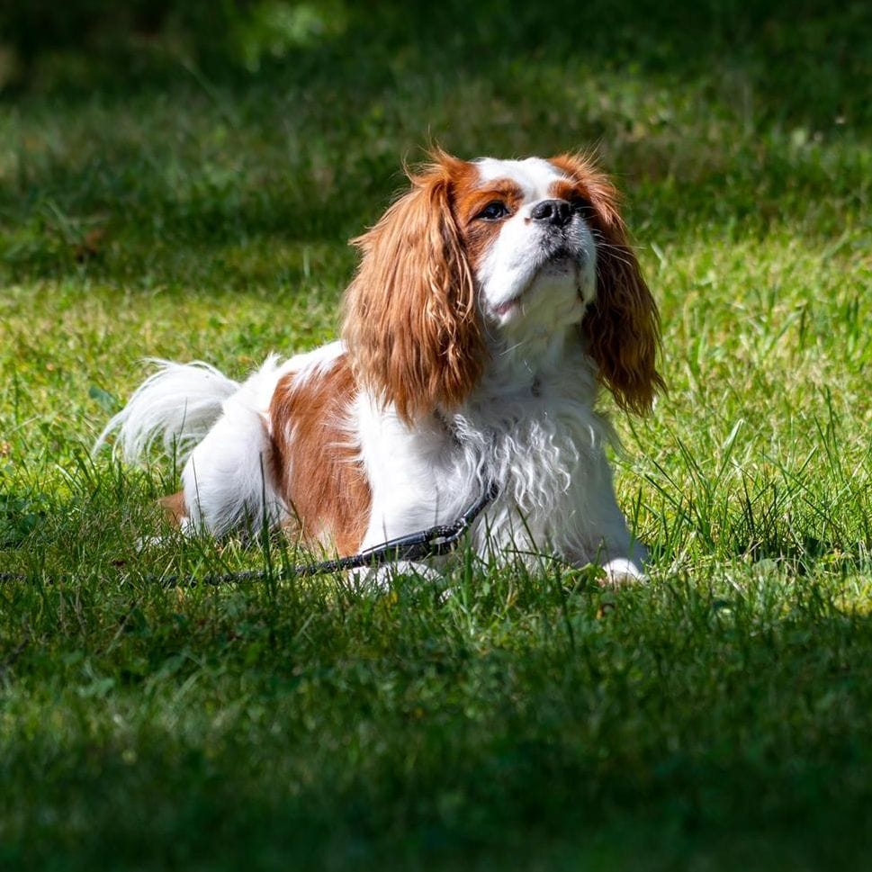 Bailey