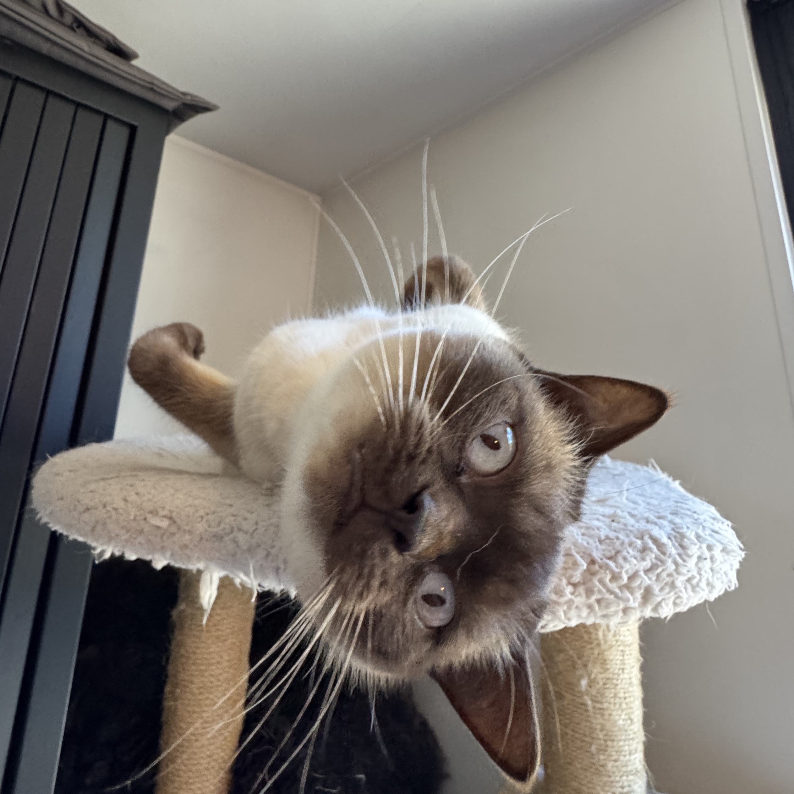 Coco