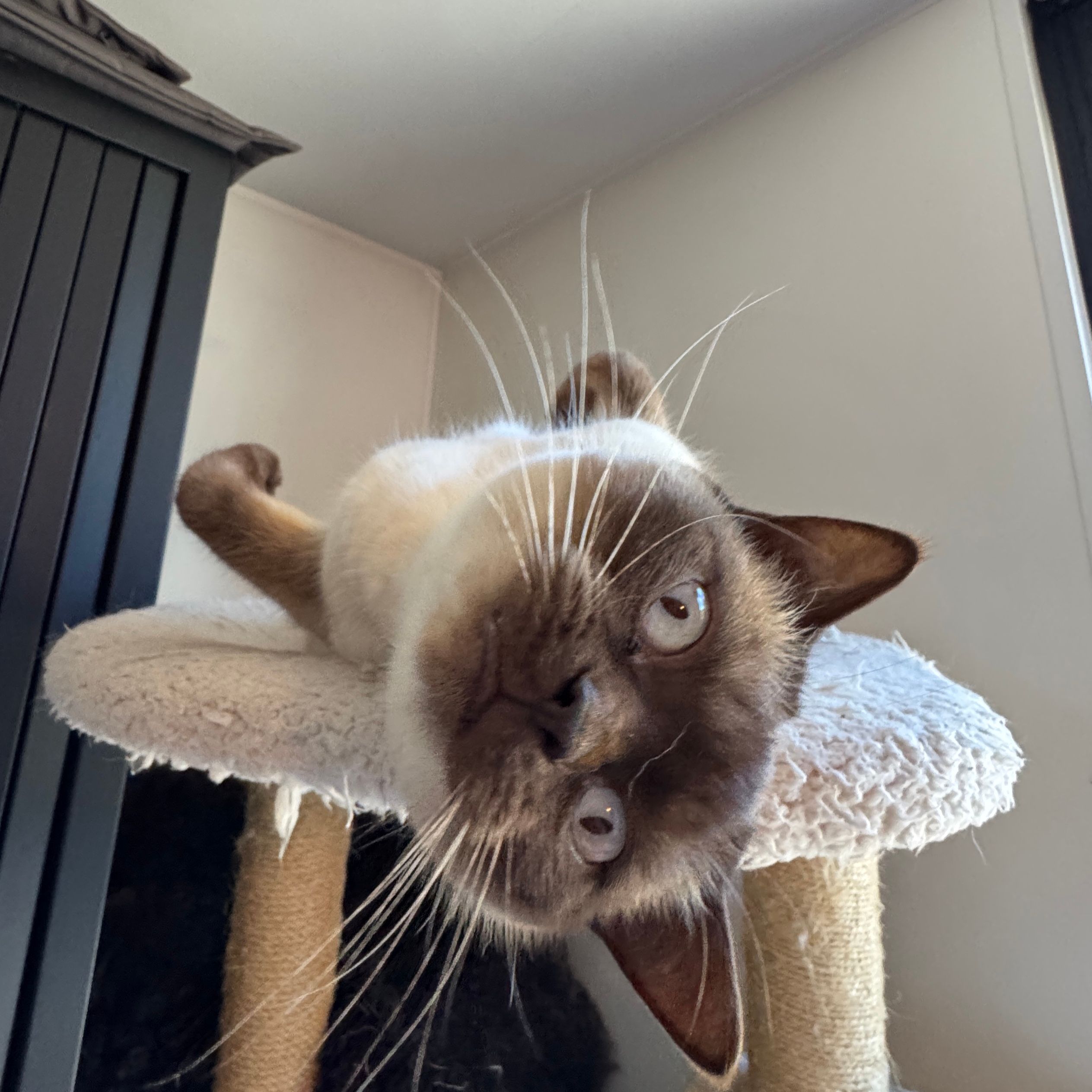 Coco