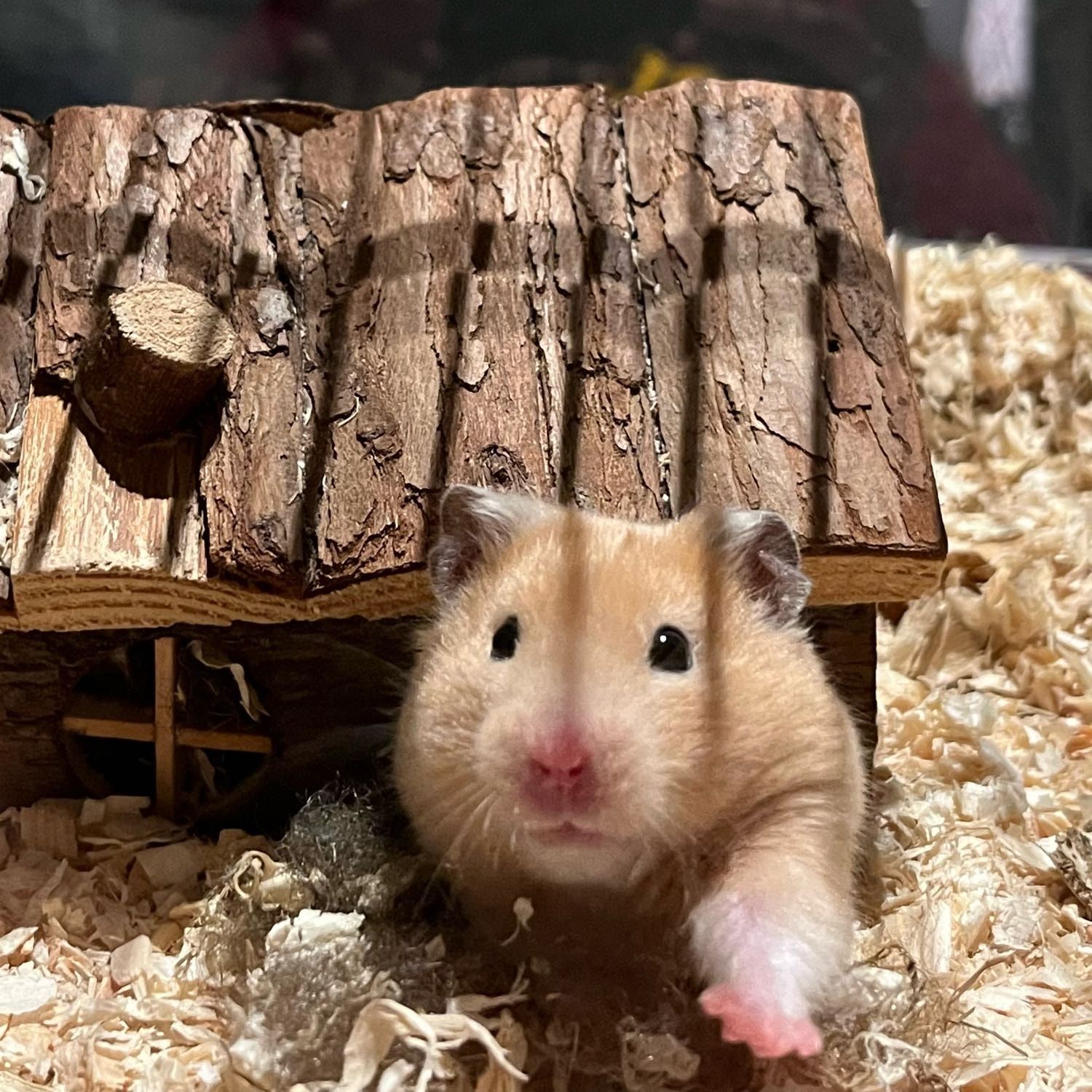 LuLu (Hamster)