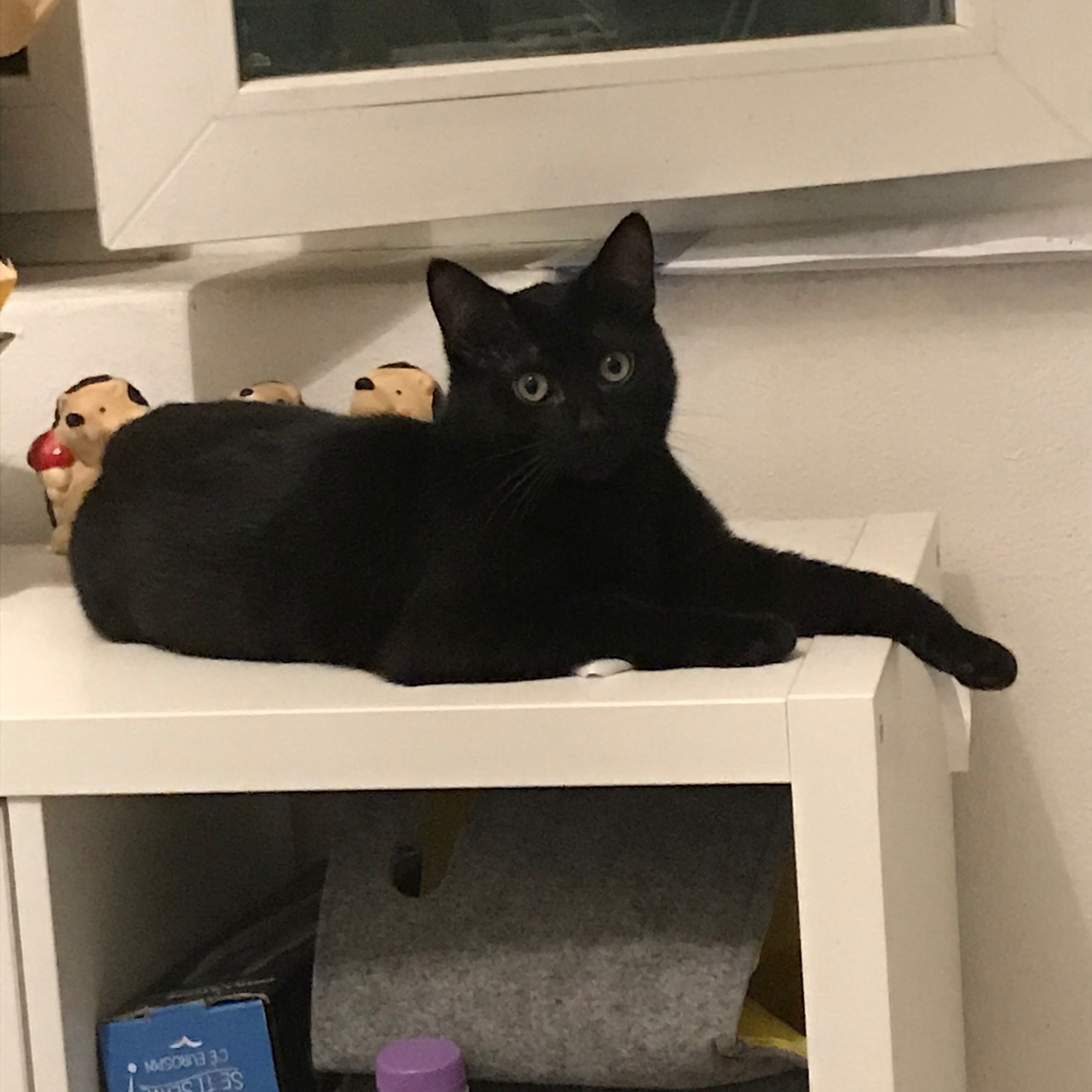 Alan