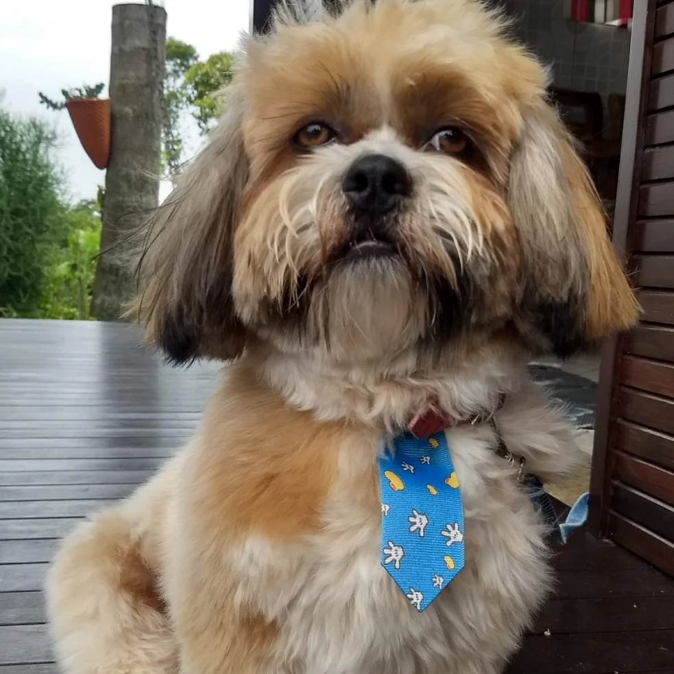 Chico 