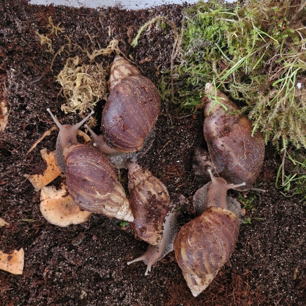 Fulicas (Lissaachatina)