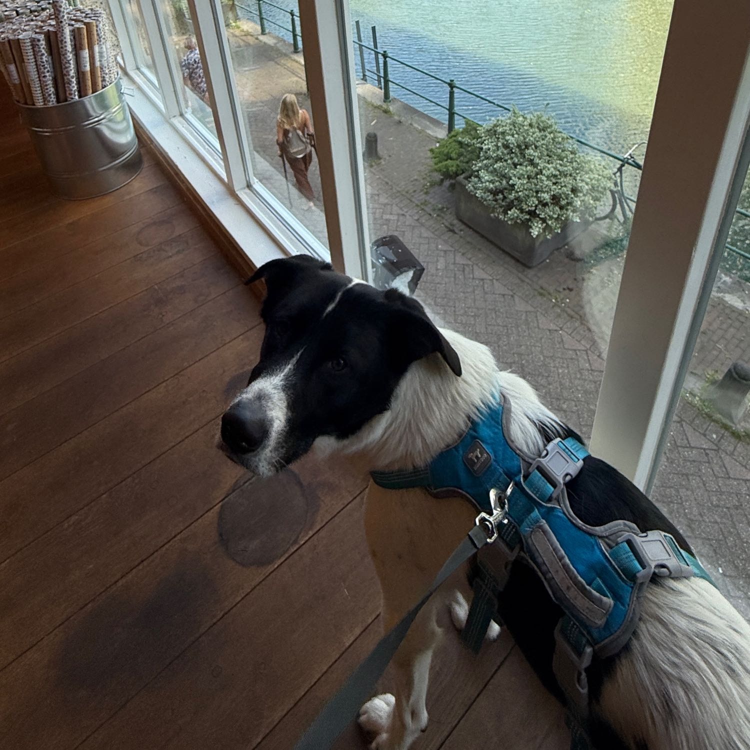 cecy