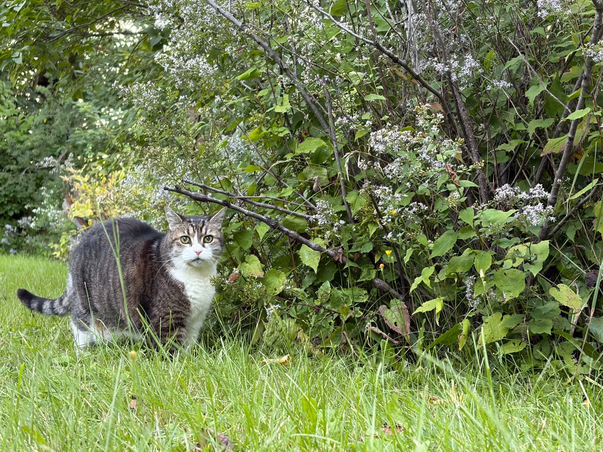 image-7