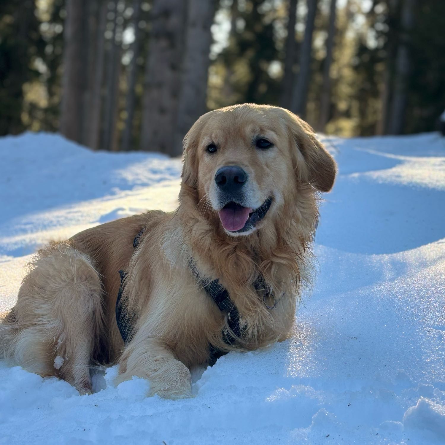 Loki