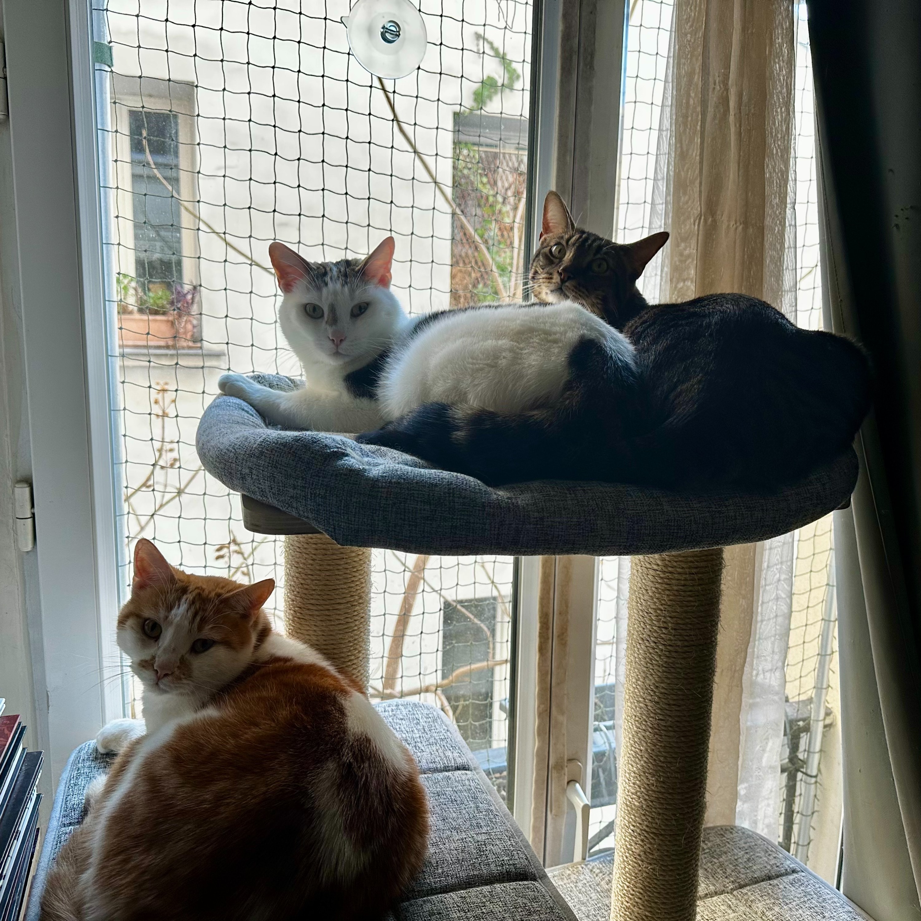 Bowie / Obi-Wan / Kirk