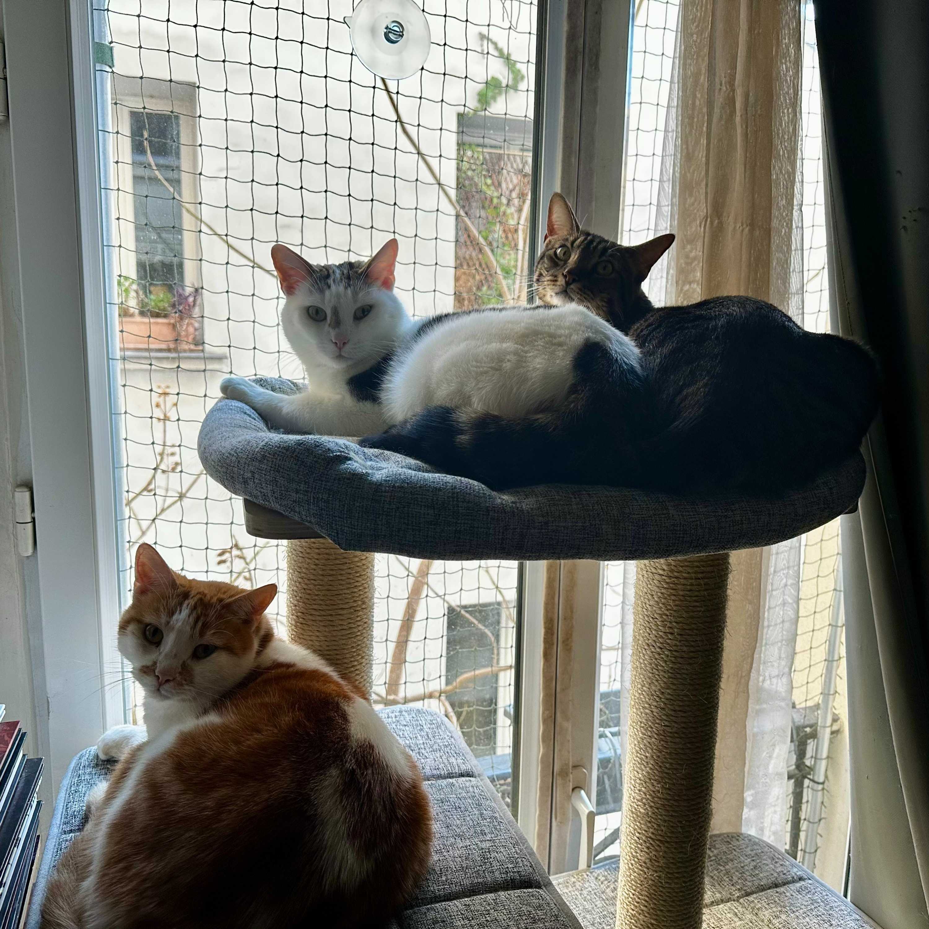 Bowie / Obi-Wan / Kirk