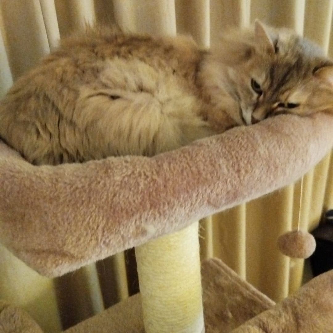 Juliette