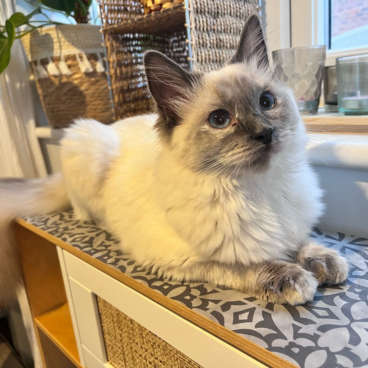 Hera