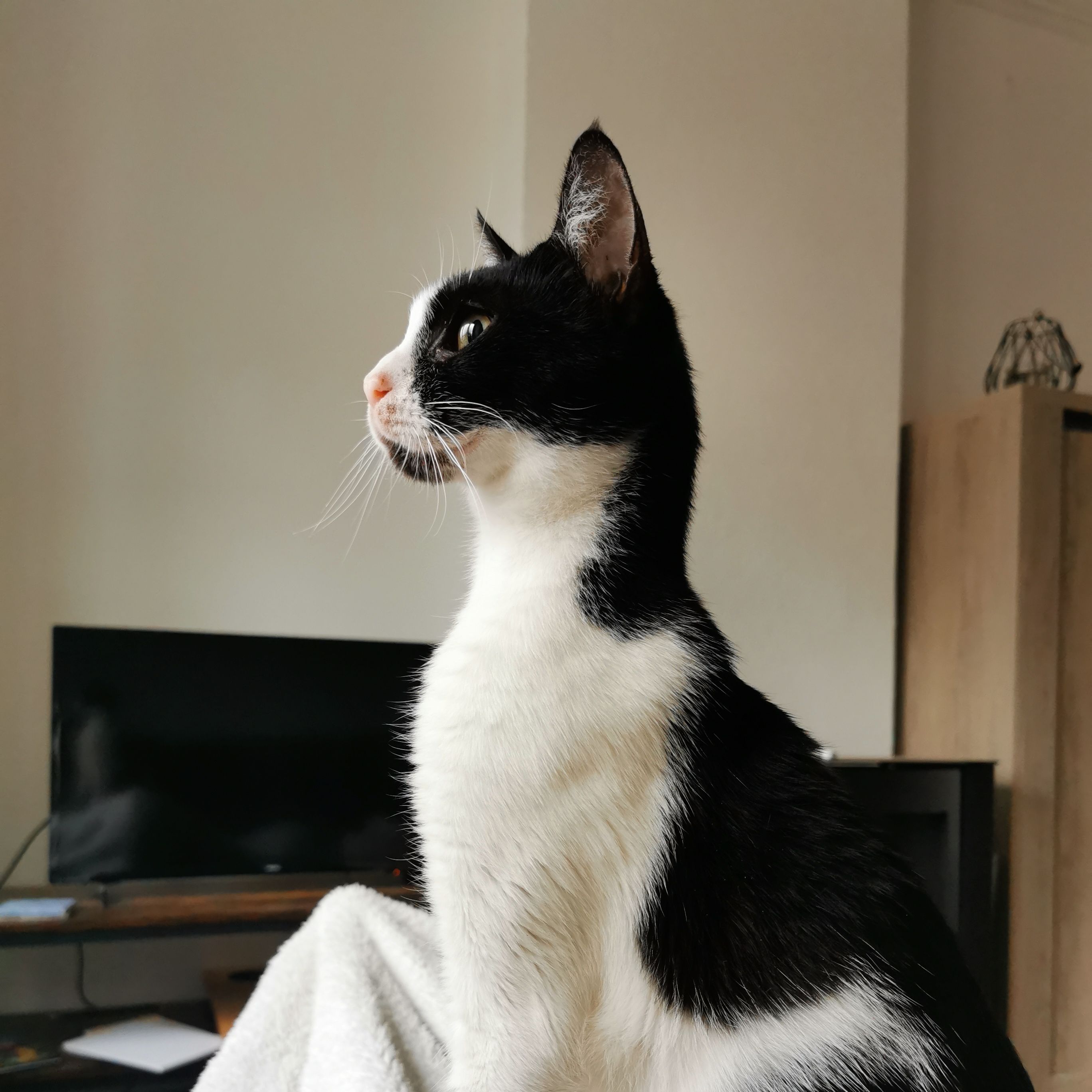 Merlino