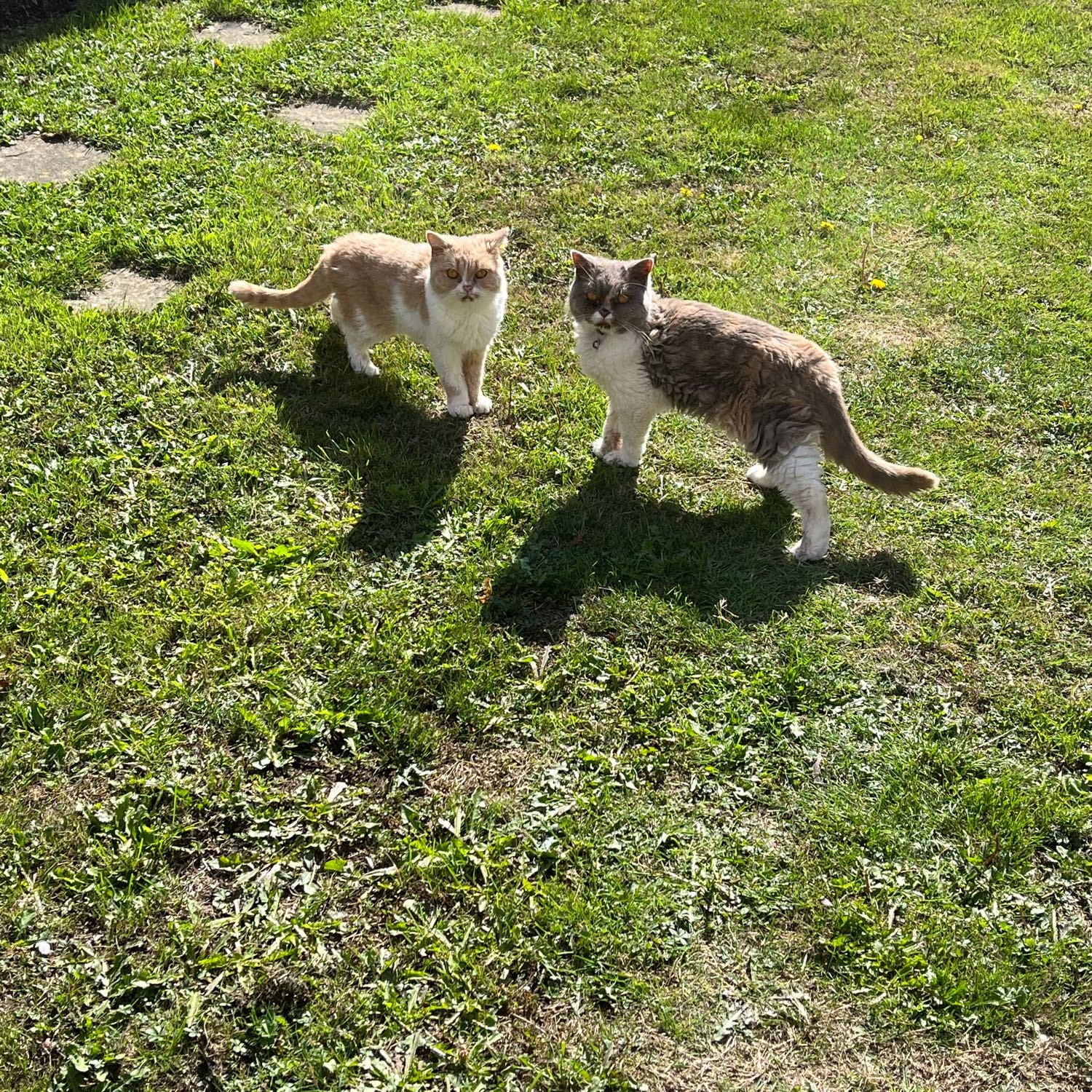 Fudge and Cocoa