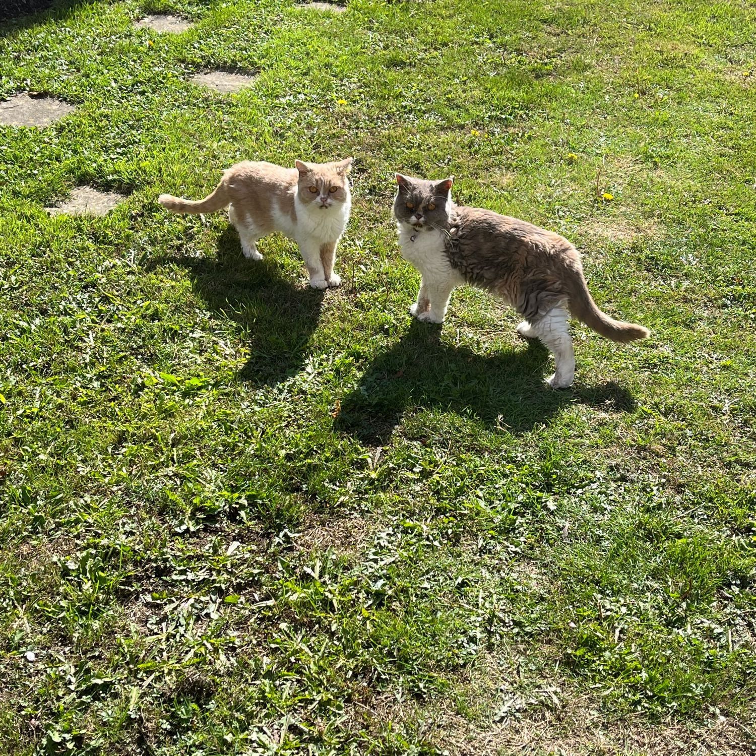 Fudge and Cocoa