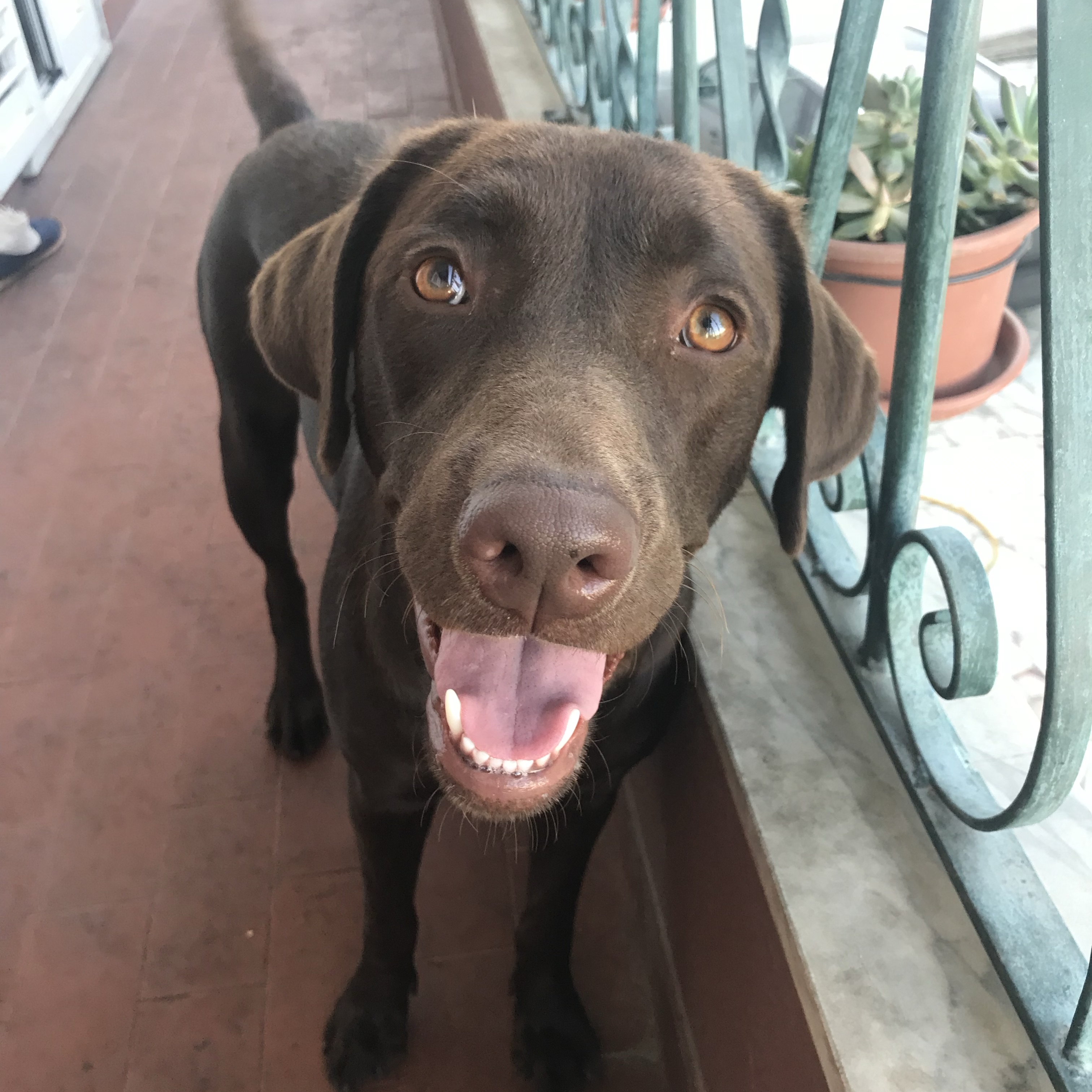 Lupi