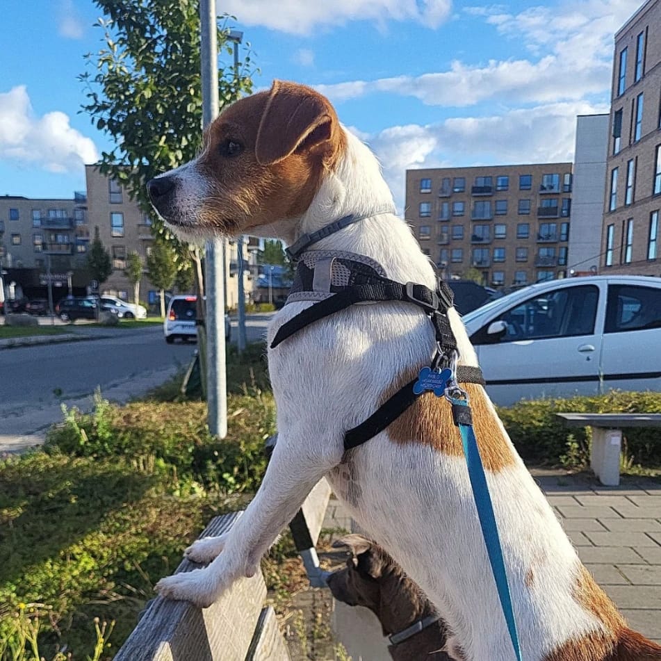 Pablo