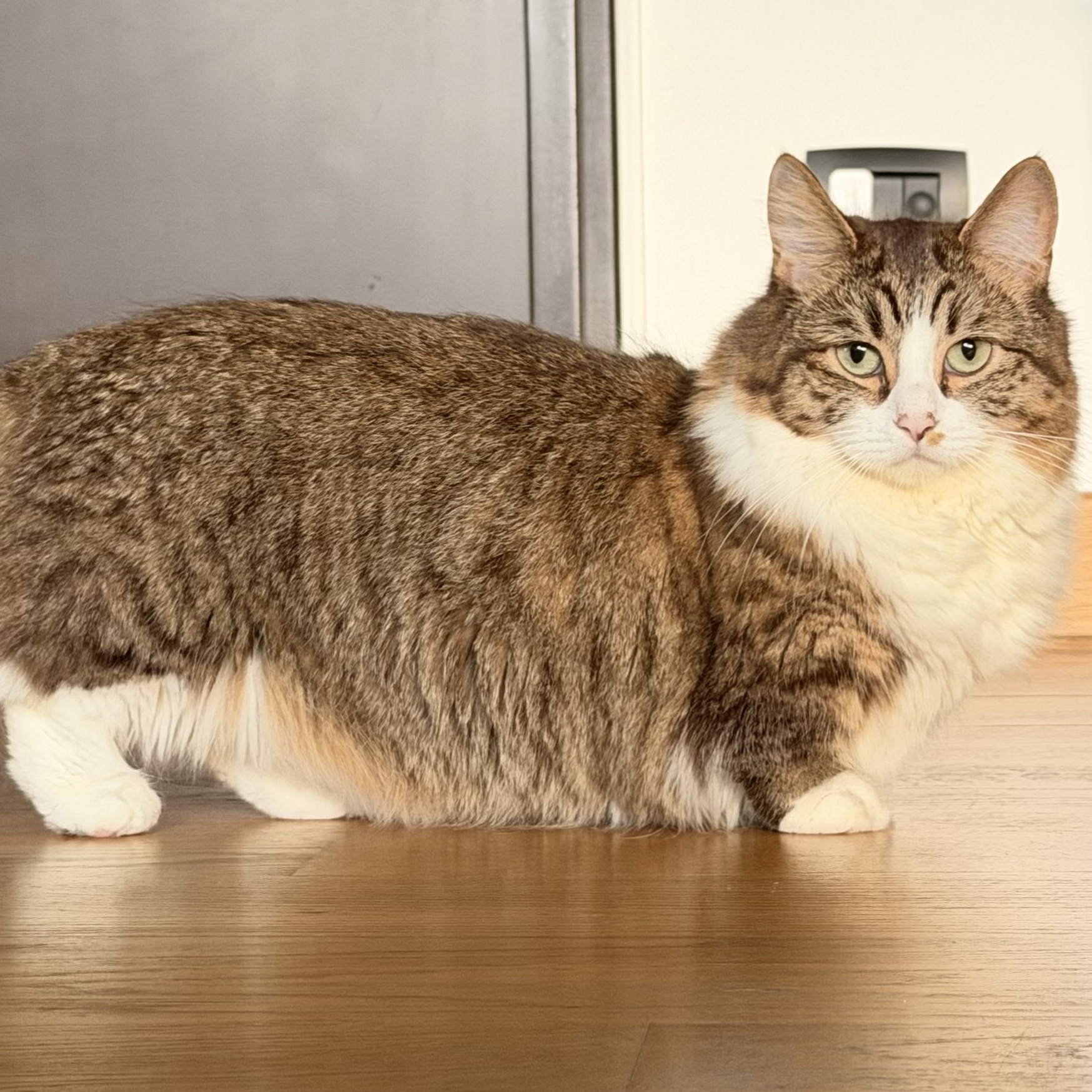 Ragù