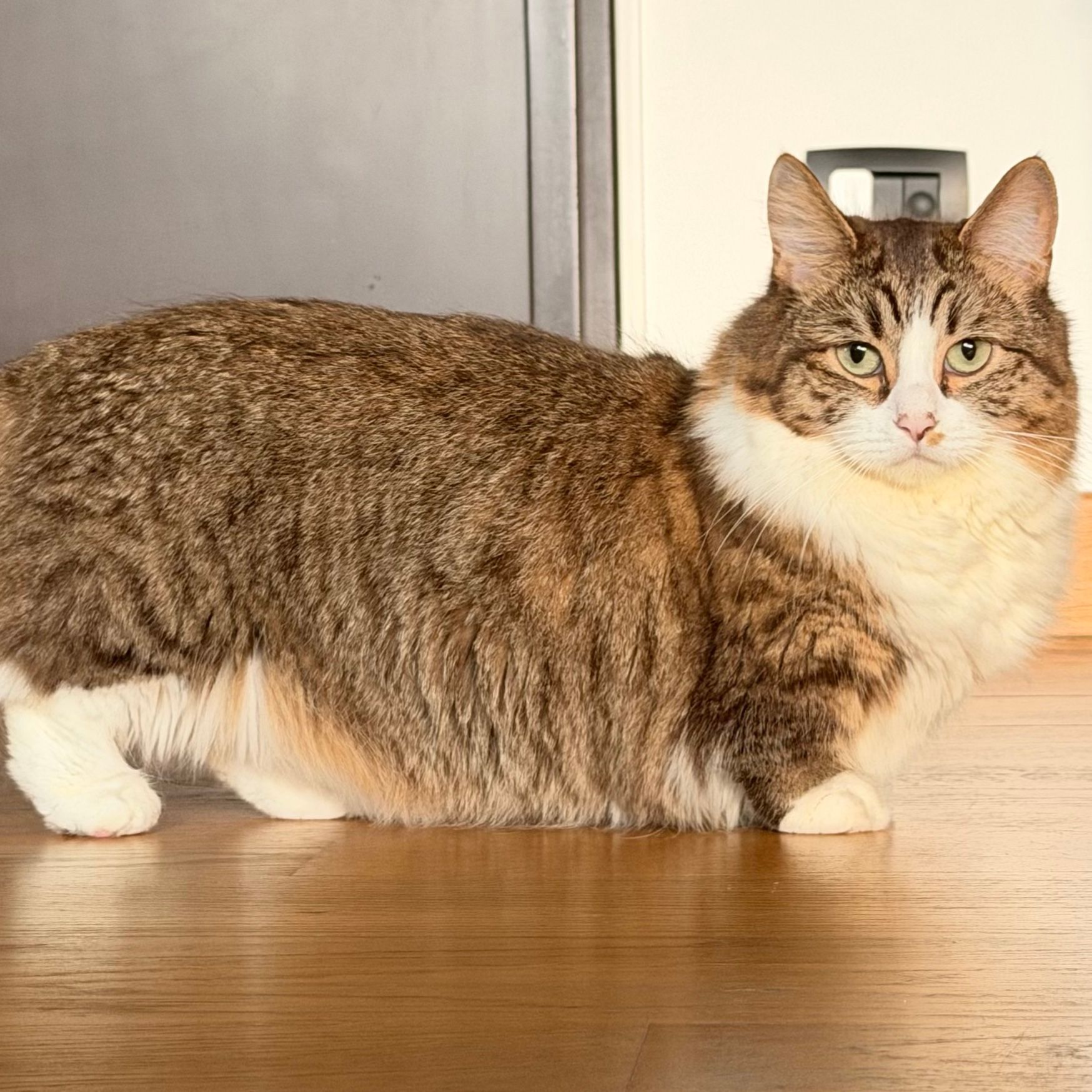 Ragù