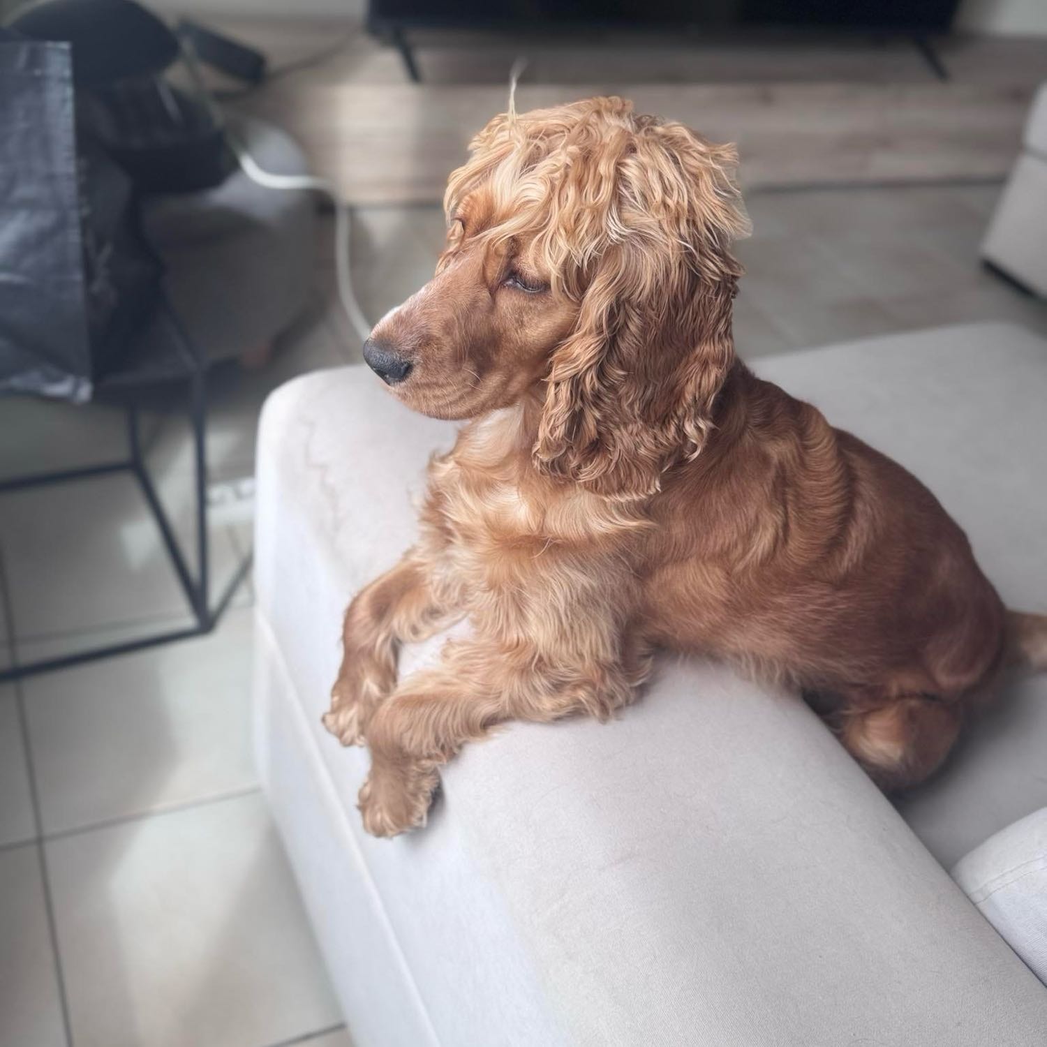 Hazel 
