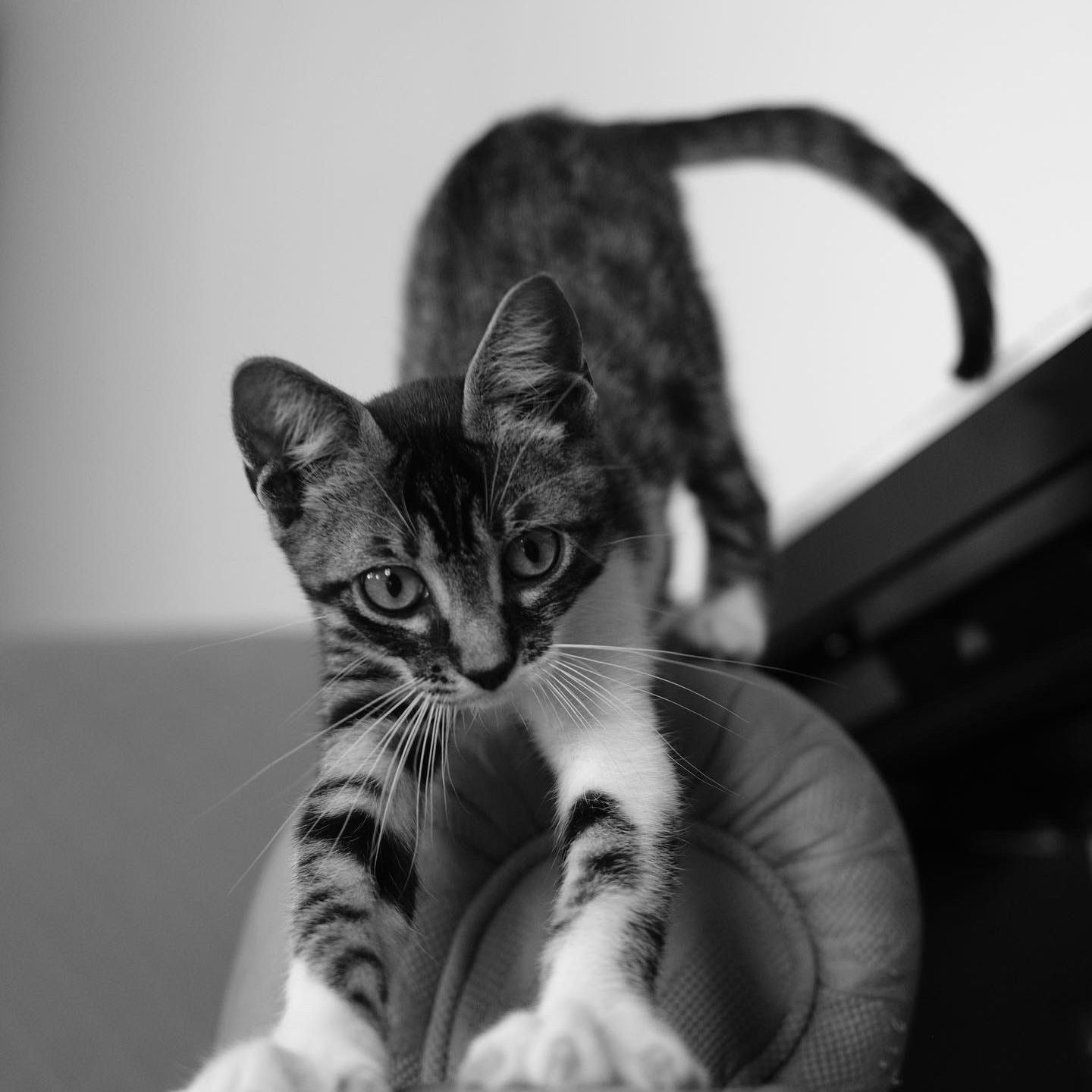 Musetta