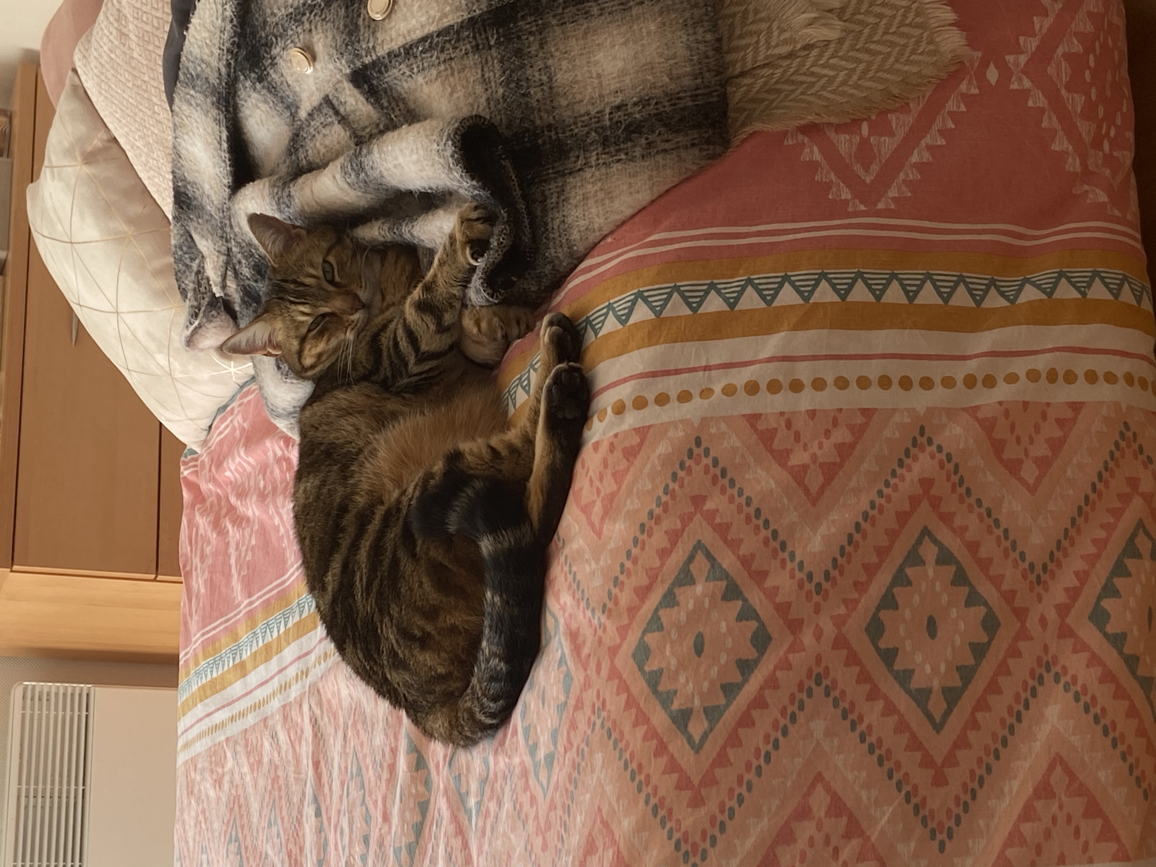 image-6