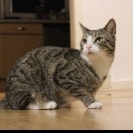 Felix
