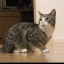 Felix